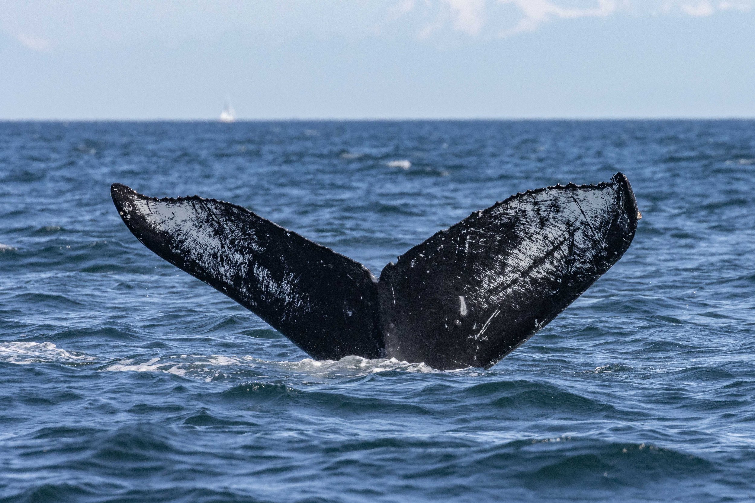 July 6, 2024, 3:30 PM - An Afternoon With Gentle Giants