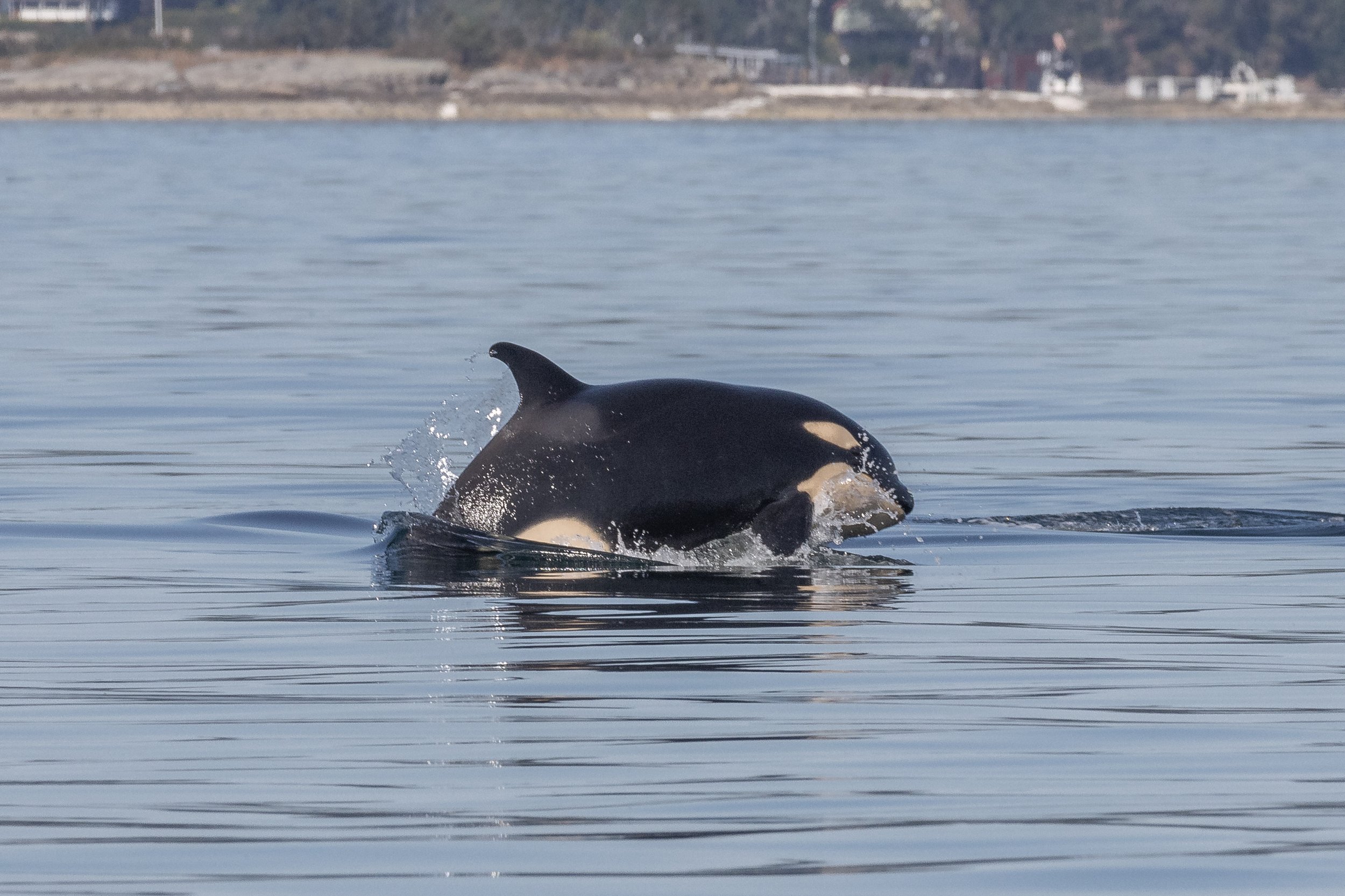 July 10, 2024, 3:30 PM - A tail slapping good time!