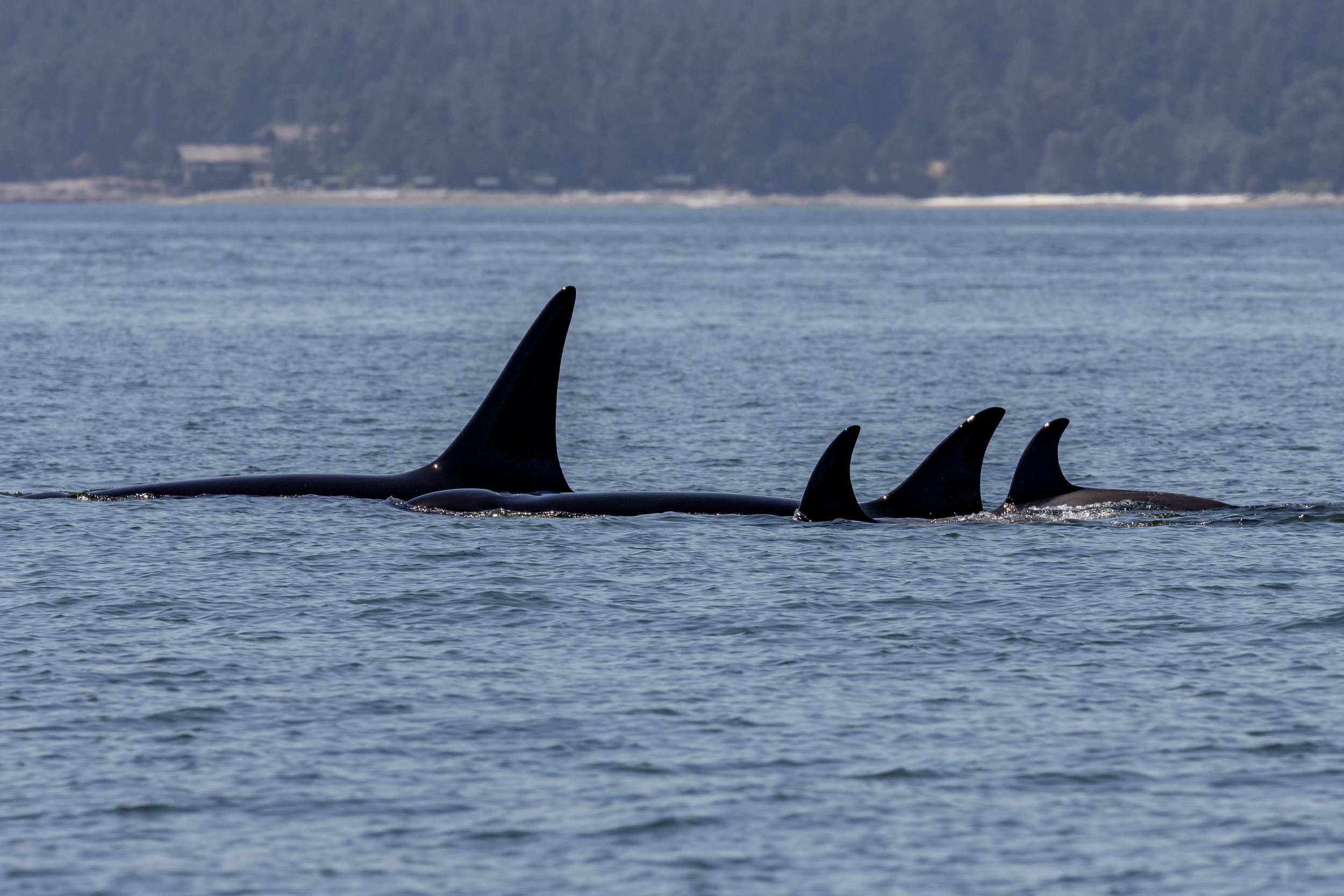 July 10, 2024, 10:30 AM - The T036s and T099s together, and the T065Bs afterwards!