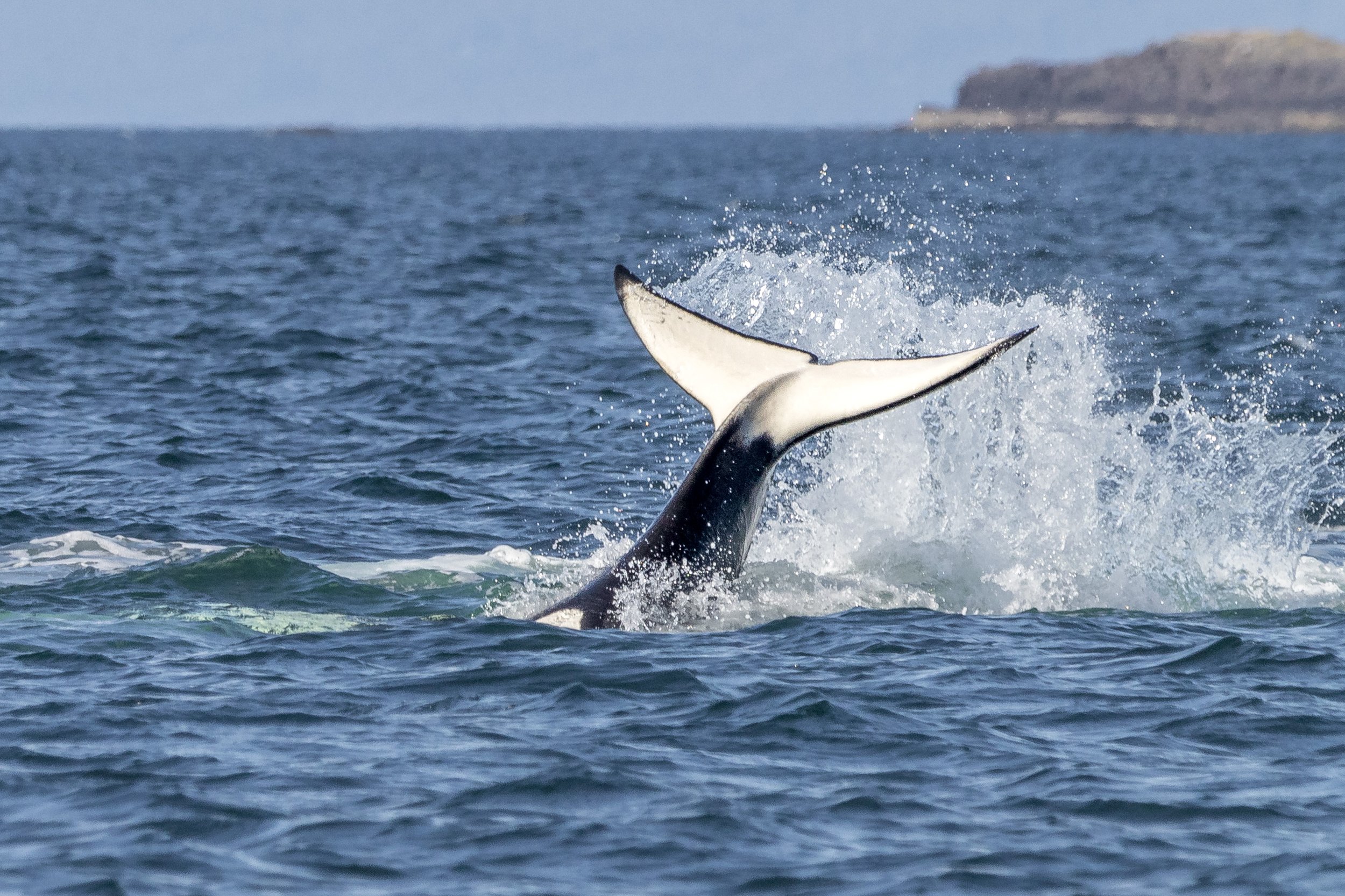July 12, 2024, 3:30 PM - Some Very Happy Orcas