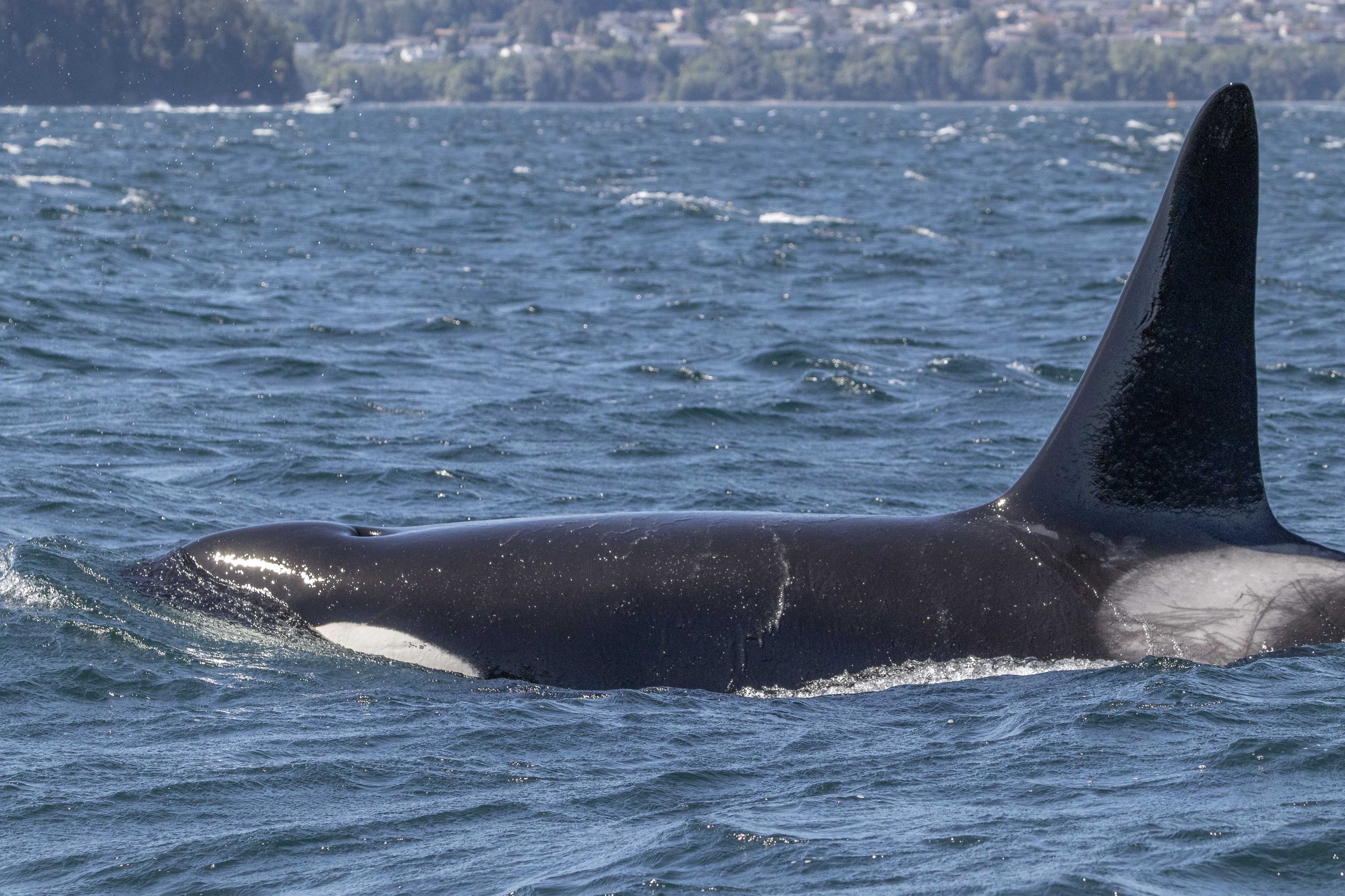 July 13, 2024, 10:30 AM - T101s spending time in the Strait, and a mini family reunion with the T075Bs and T077s