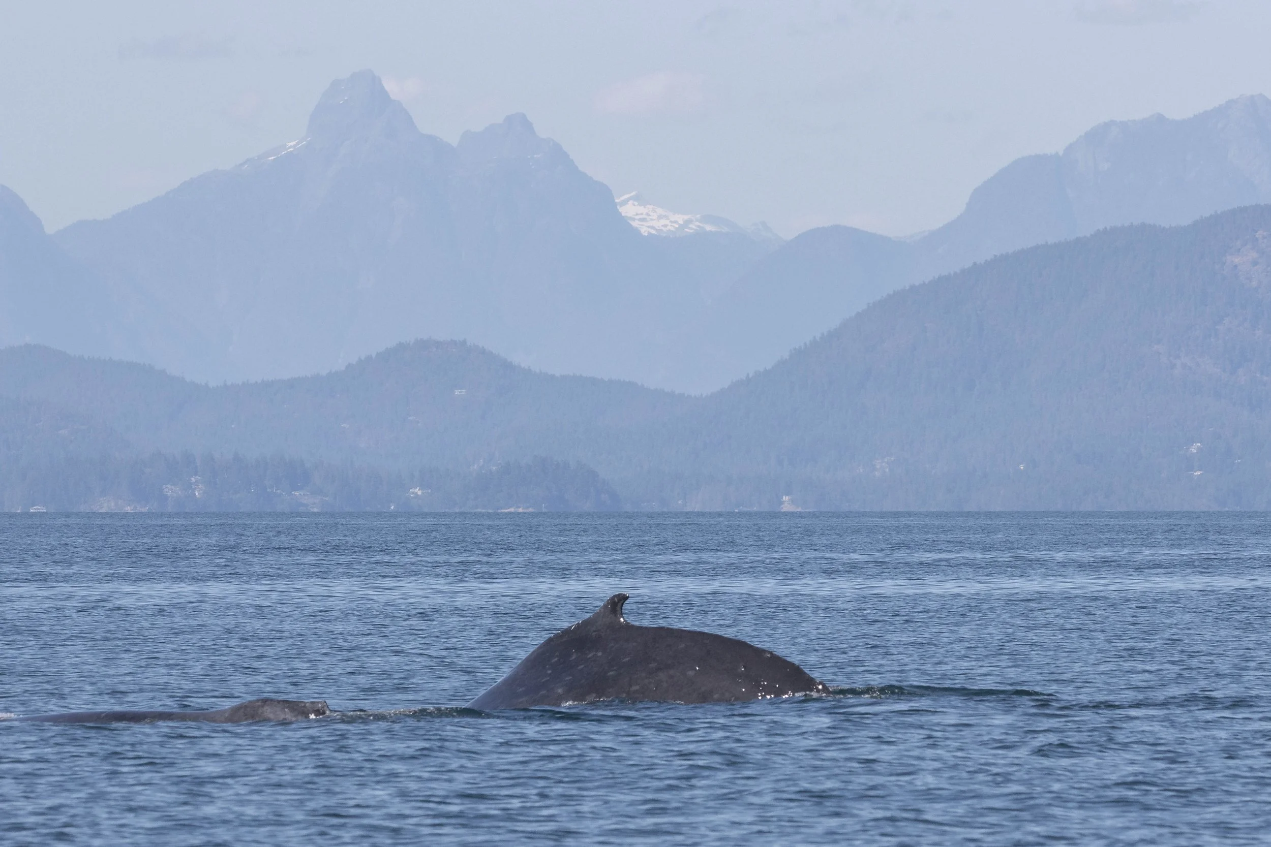 July 15, 2024, 3:30 PM - A Whale-y great afternoon!