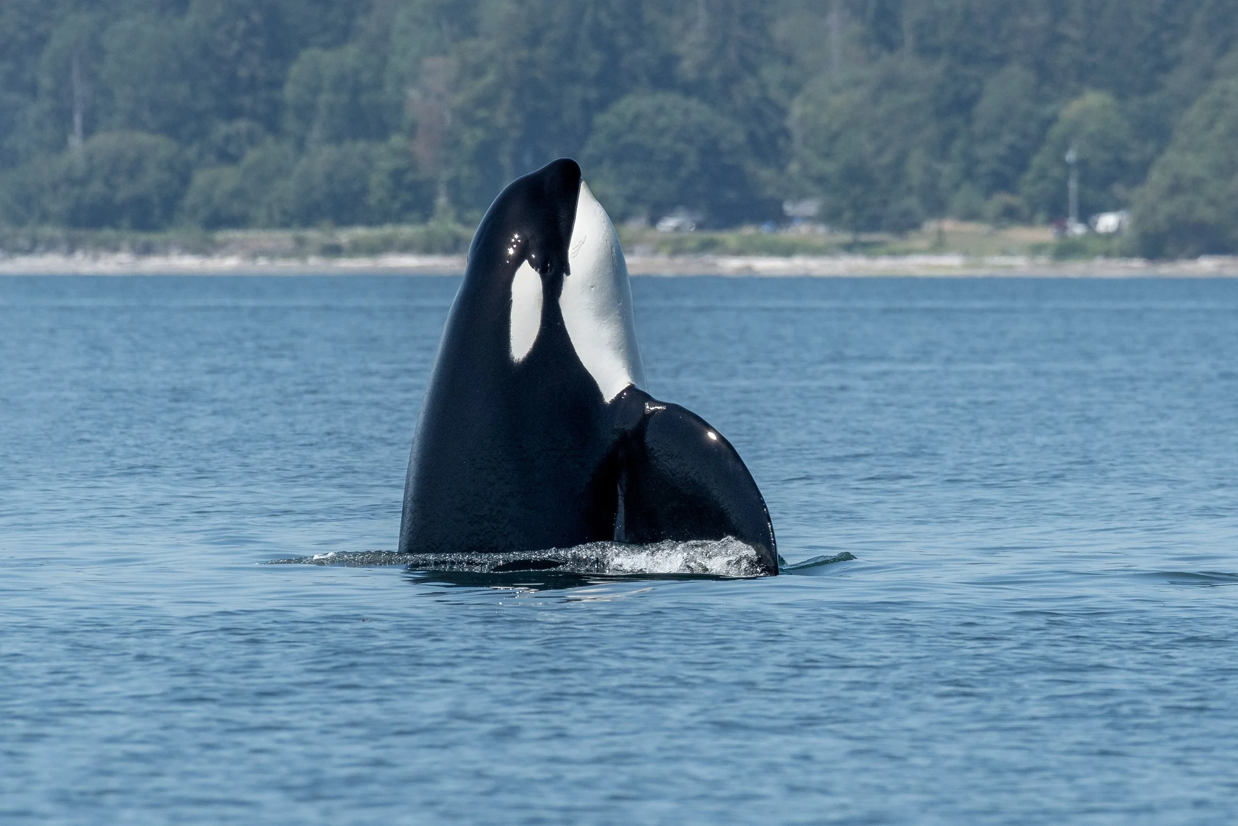 July 14, 2024, 10:30 AM - Orca Off to the Races!