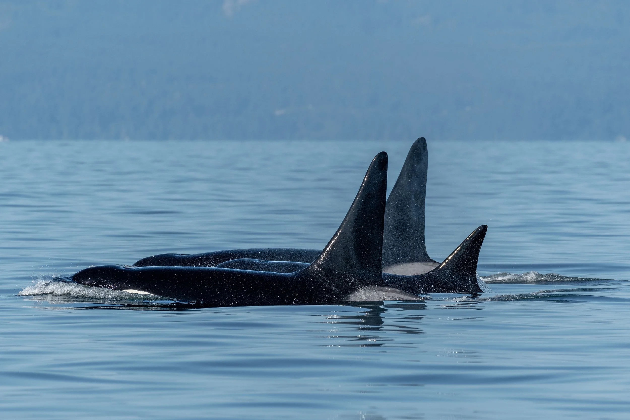 July 14, 2024, 3:30 PM - A peaceful evening with double species