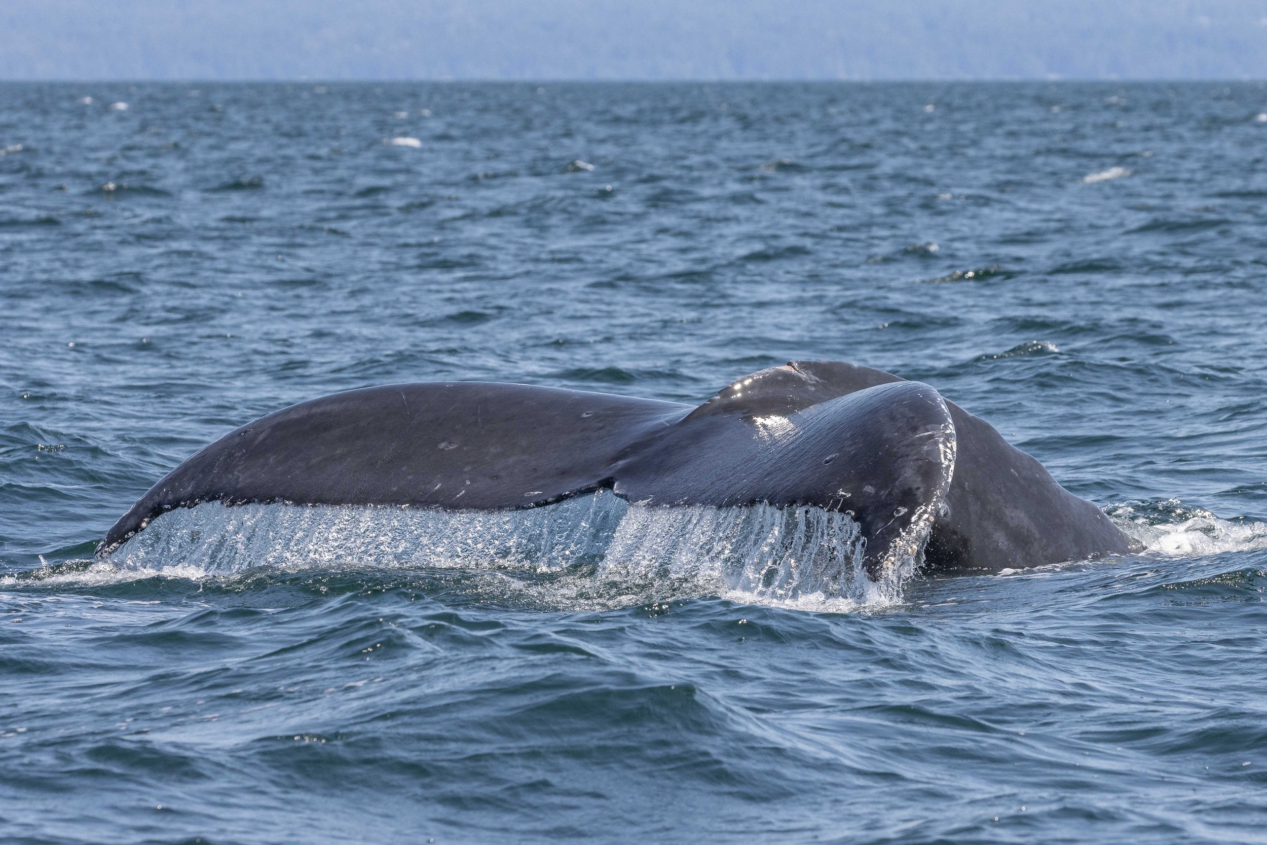 July 16, 2024, 10:30 AM - Gentle Giants in the Strait
