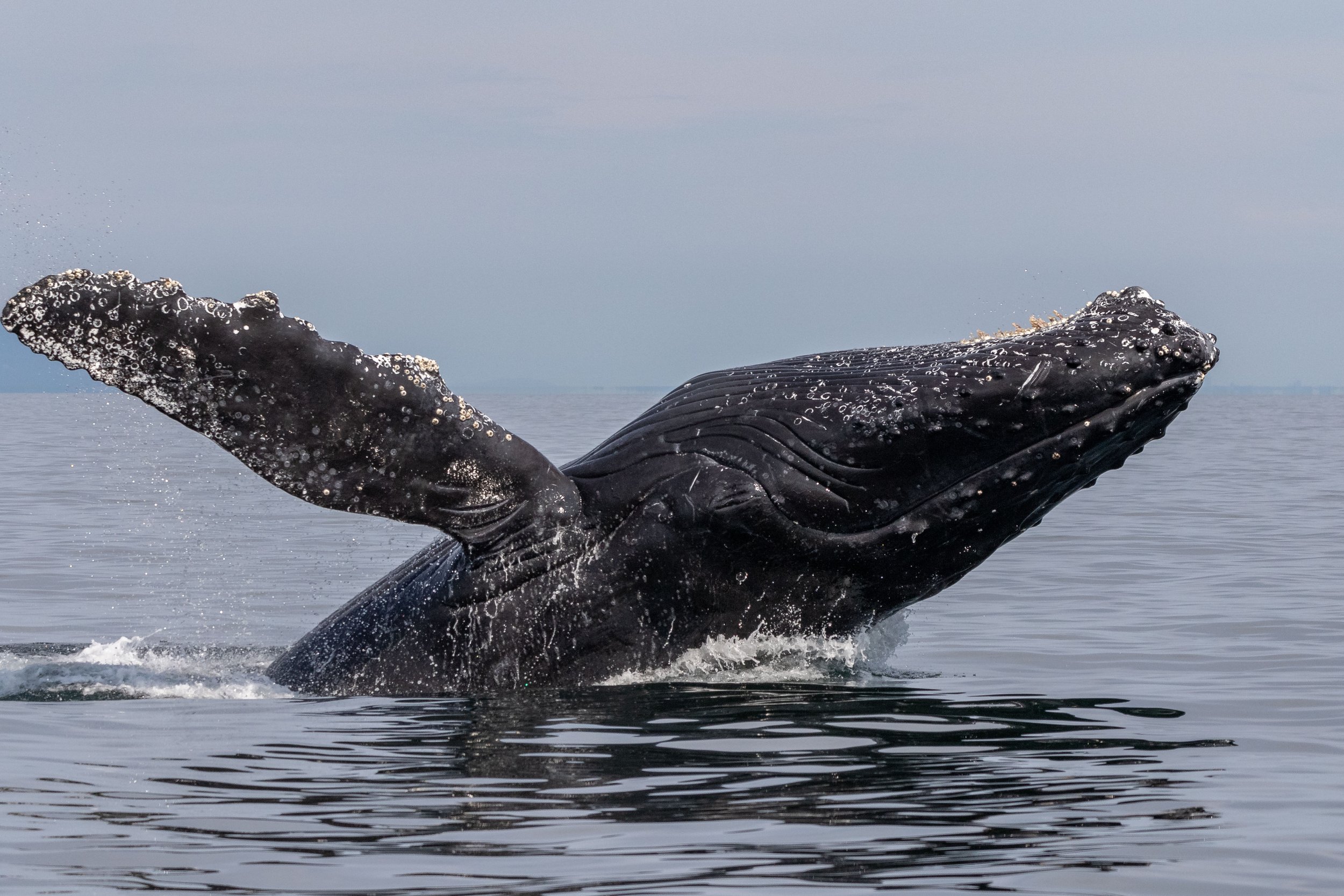 July 17, 2024, 3.30 PM - It was humpback soup with Dandelion, Coyote, Niagara, Slice, Split Fluke, and Prowler!