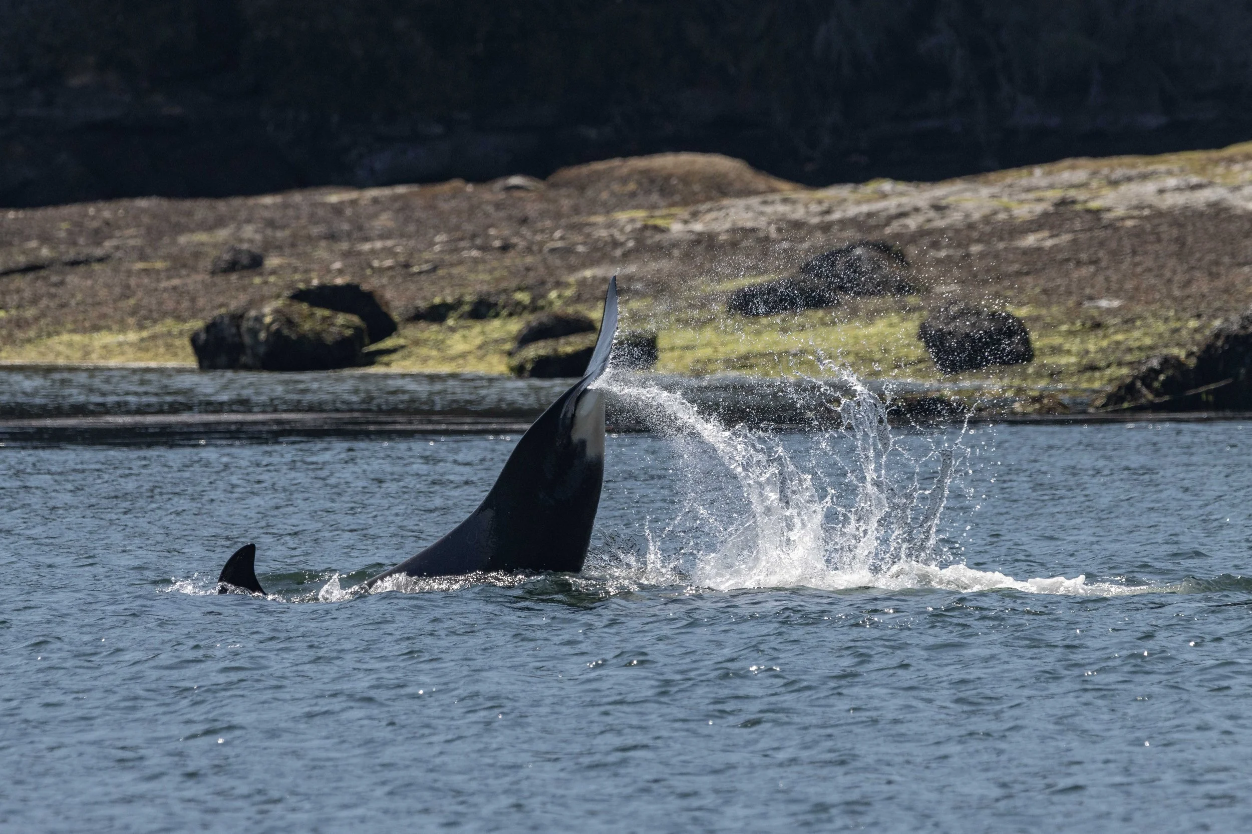 July 18, 2024, 10:30 AM - The T036A1s and T046B1s Travelling together and Incognito the Humpback