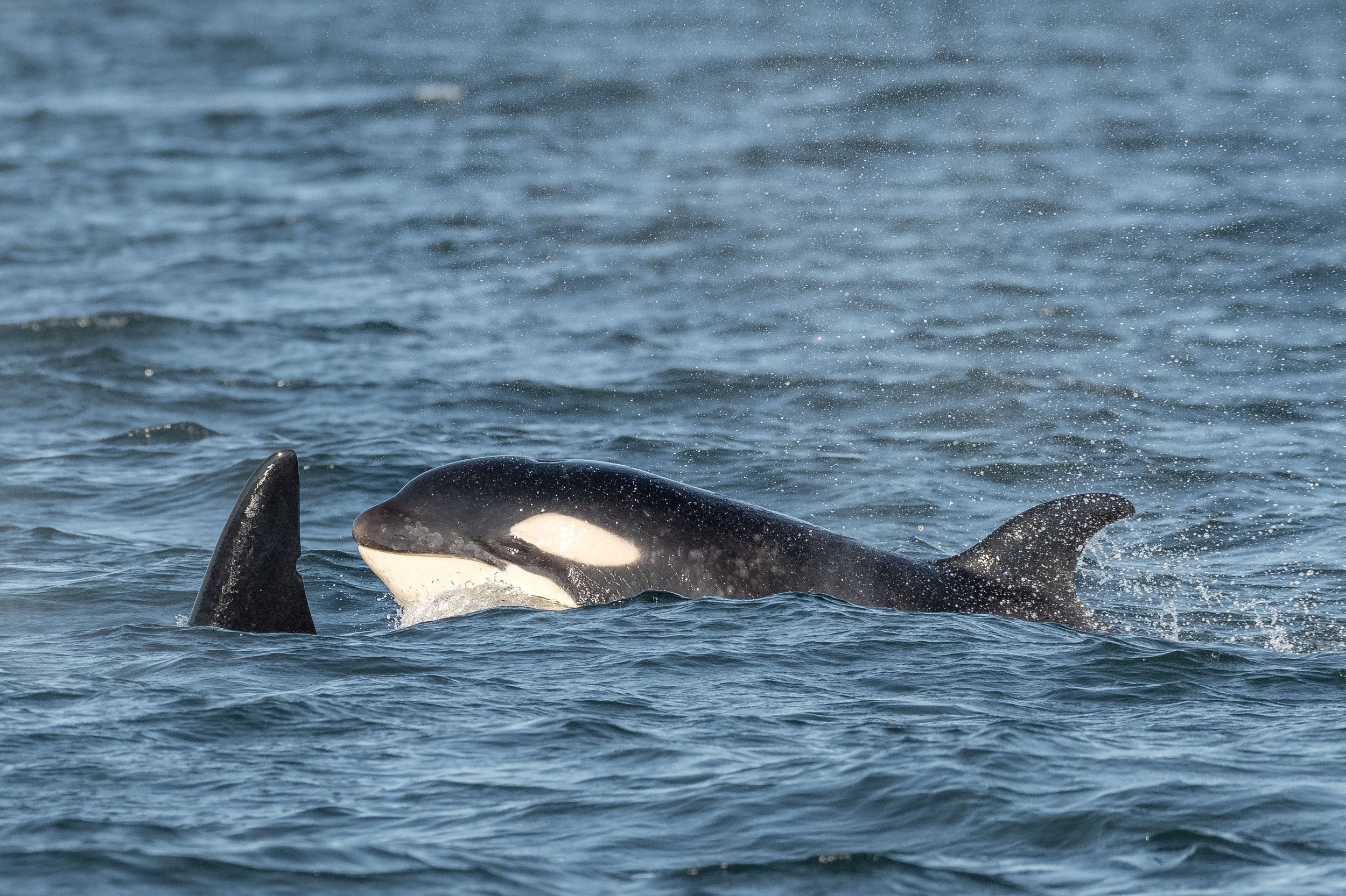 July 18, 2024, 3:30 PM - Family drama with the T046Bs and a pair of Humpbacks!