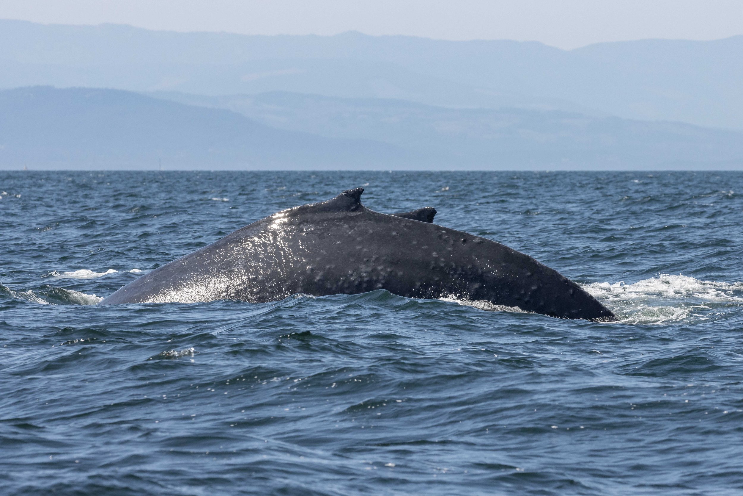 July 19, 2024, 10:30 AM - Three pairs of Humpbacks in the waves