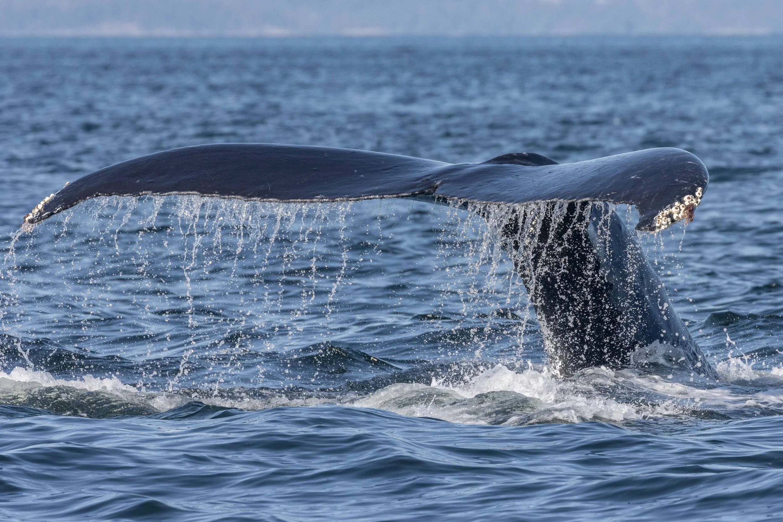July 19, 2024, 3:30 PM - Humpbacks in the Strait of Georgia