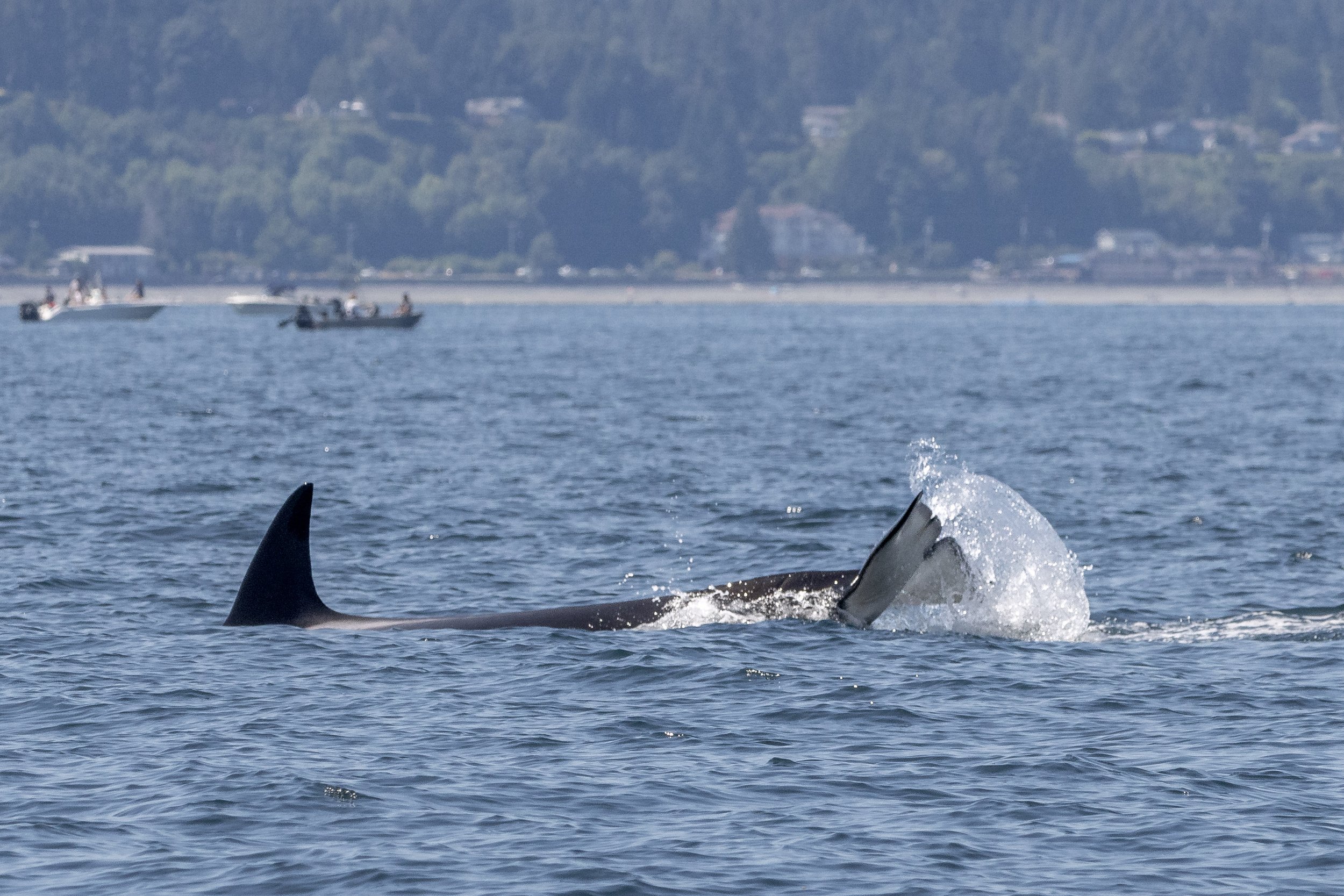 July 20, 2024, 10:30 AM - T-party with some uncommon pods and a humpback too!