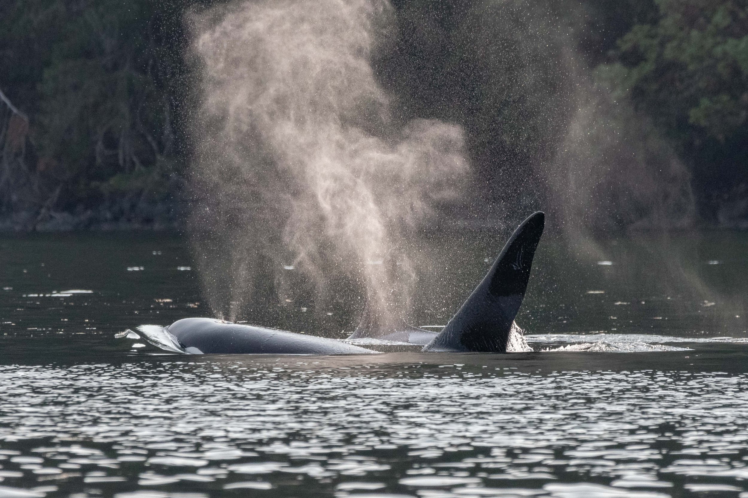 July 21, 2024, 3:30 PM - Kidney and Stone in the Saanich Inlet.