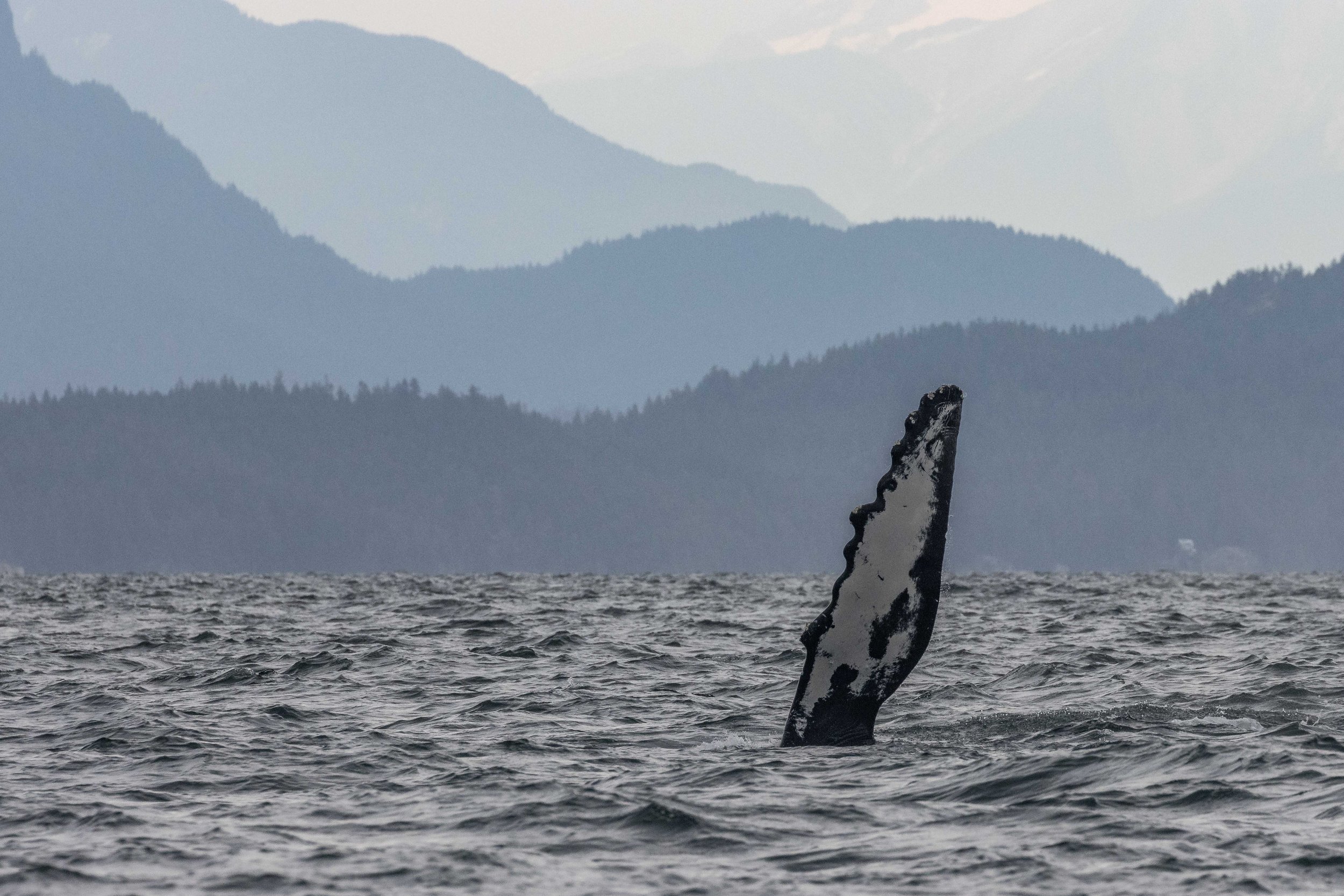 July 21, 2024, 10:30 AM - A humpback kind of morning!