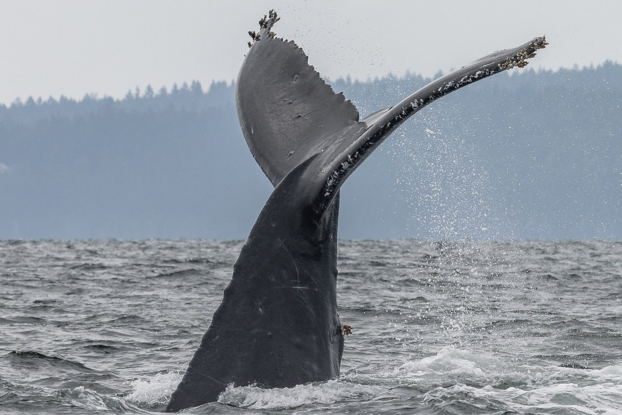 July 22, 2024, 10:30 AM - Orca and Humpbacks a stones throw away from each other. 