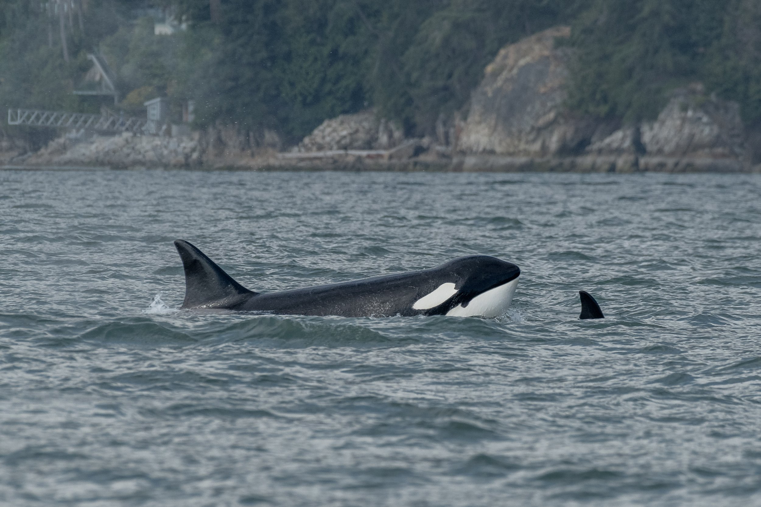July 22, 2024, 3:30 PM - Orca in Vancouver with a side of Humpbacks