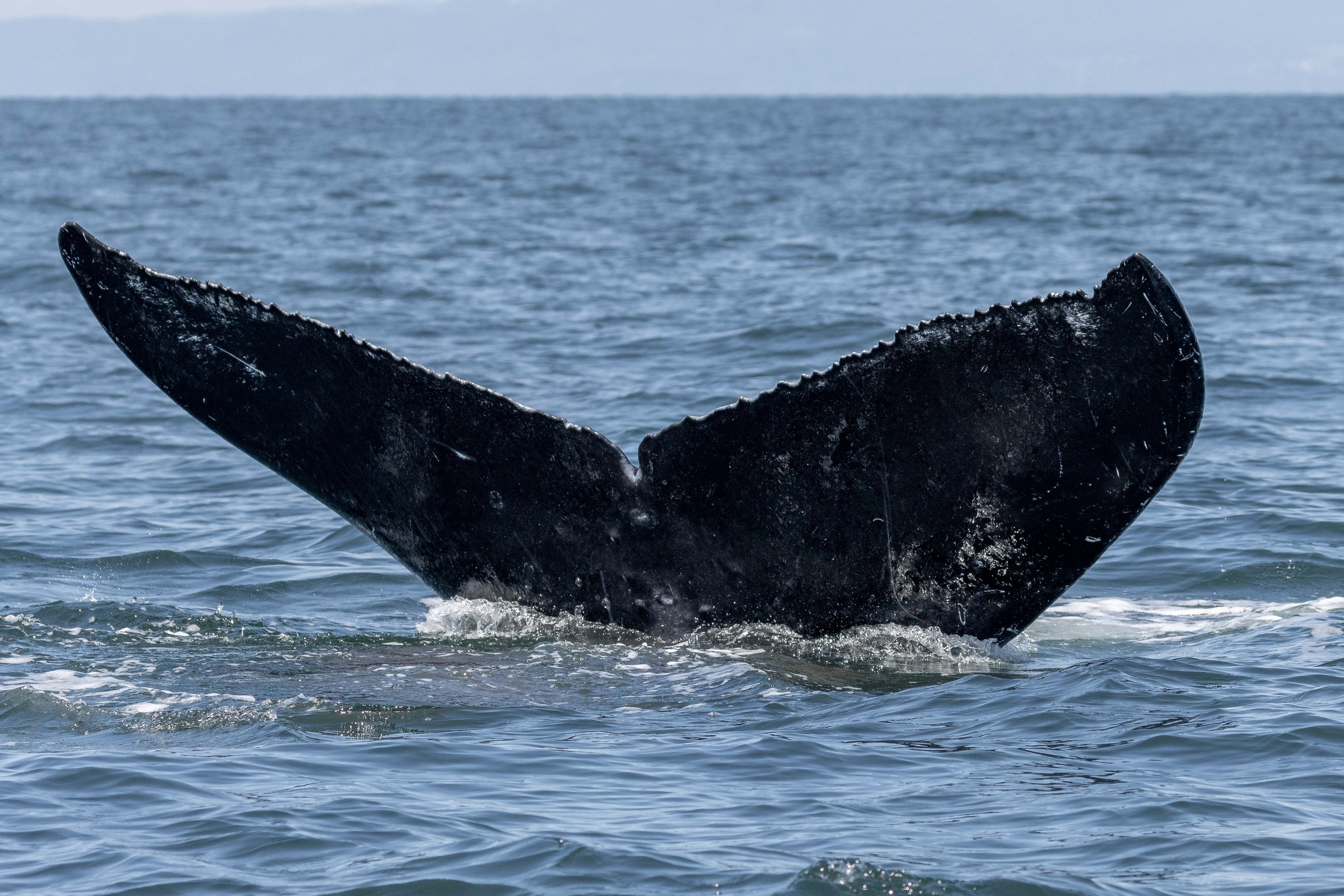 July 23, 2024, 10:30 AM - Humpbacks at Halibut