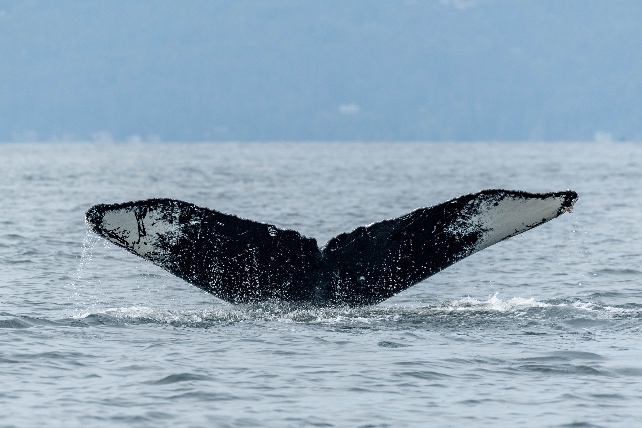 July 23, 2024, 3:30 PM - A humpback here, there, and everywhere