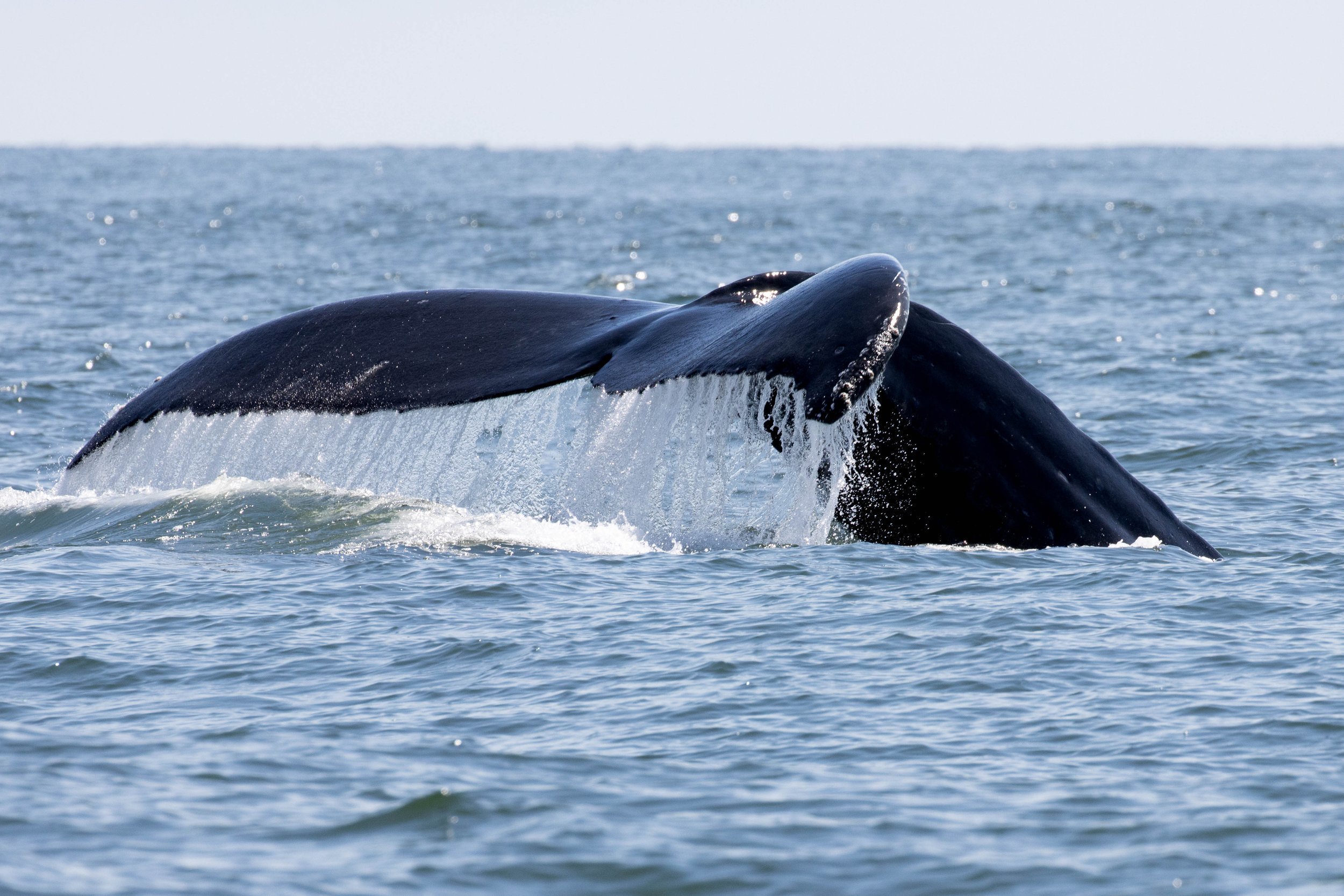 July 25, 2024, 10:30 AM - Lots of Humpbacks in the Strait of Georgia
