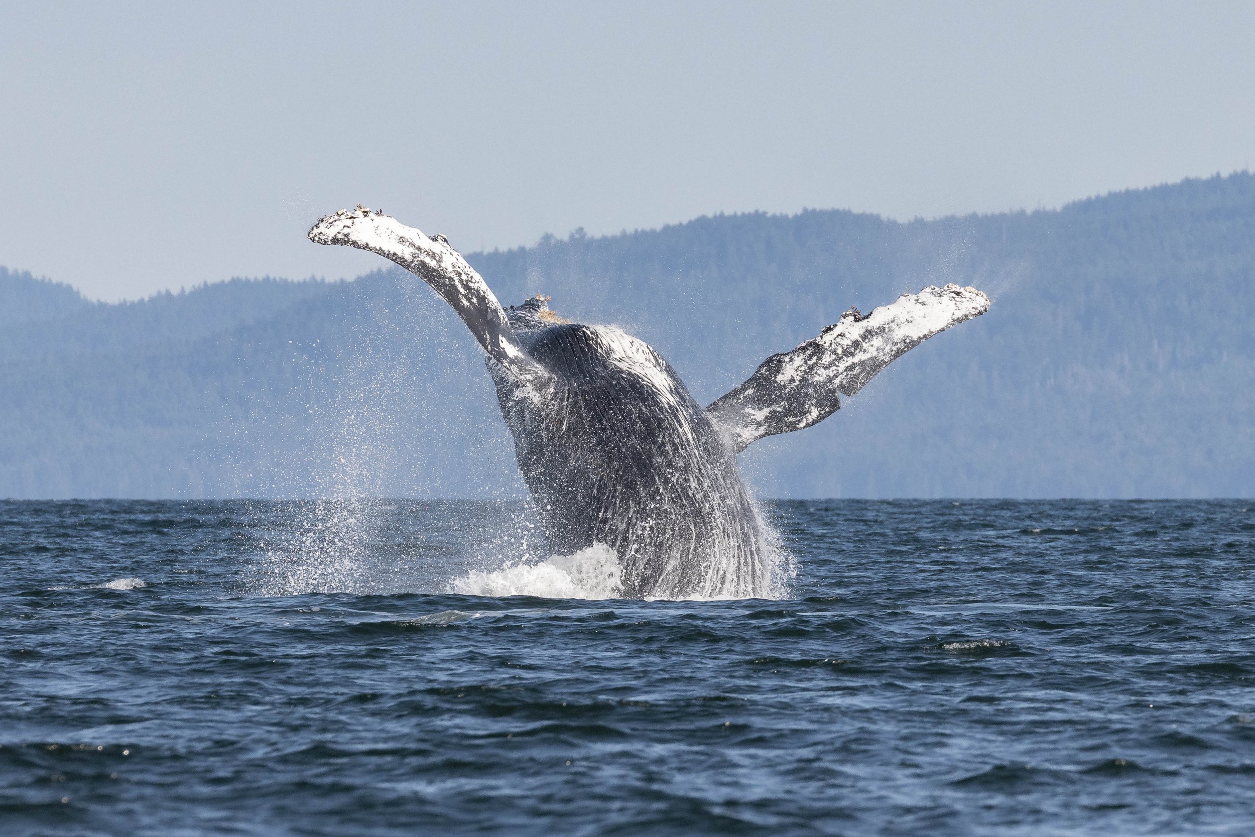 July 25, 2024, 3:30 PM - Blows, breaches and birds along the bluffs!