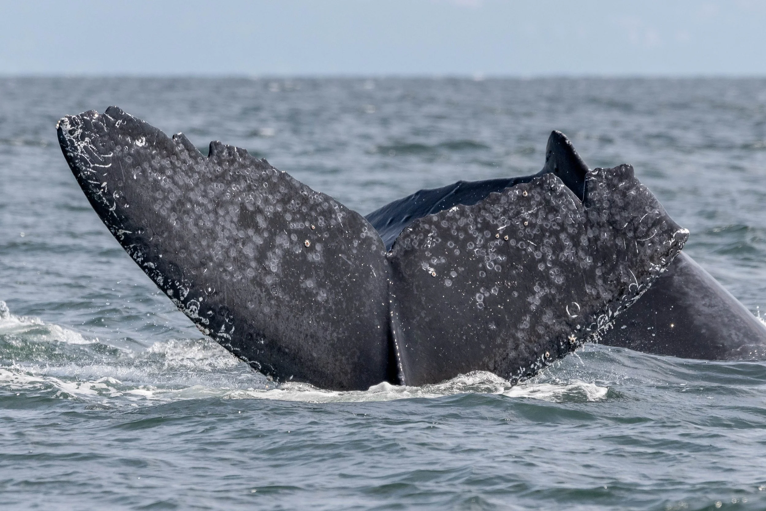 July 27, 2024, 10:30 AM - Humpbacks and Orca in the Strait