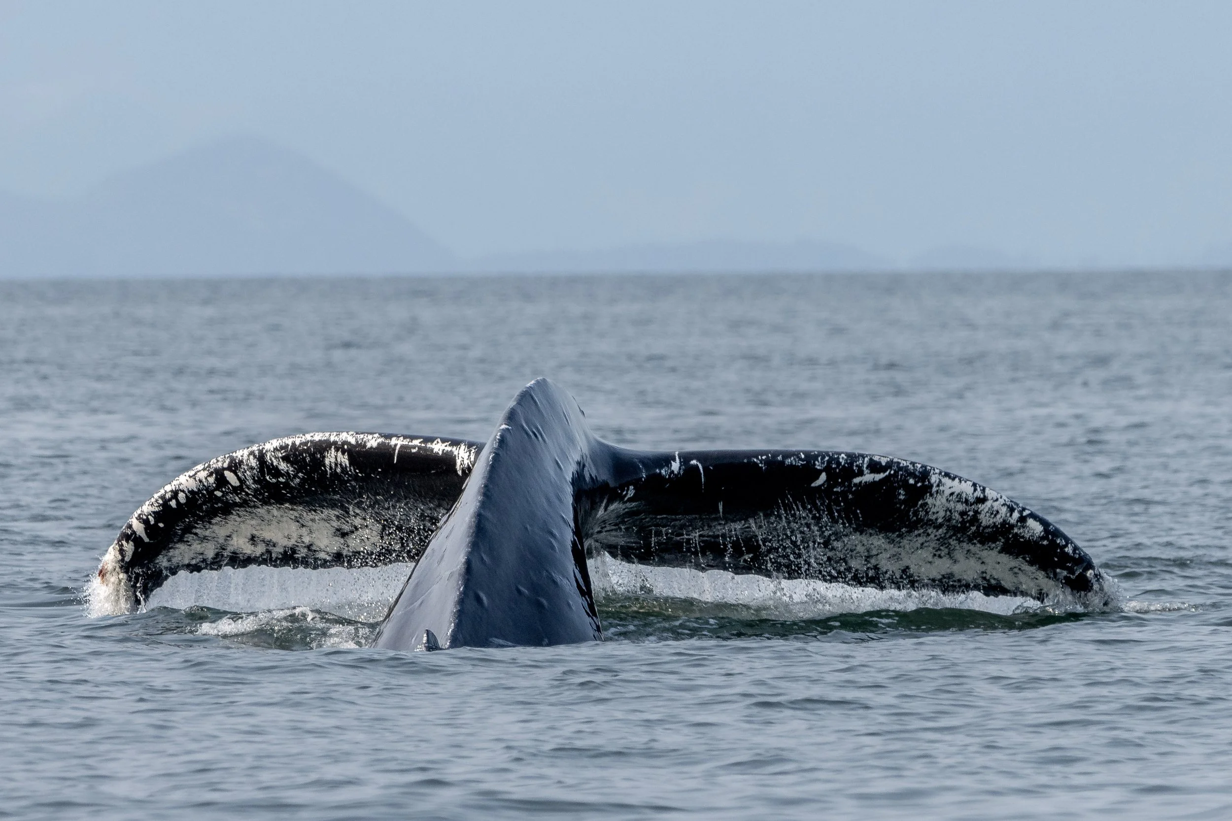 July 27, 2024, 3:30 PM - A Visit to Humpback Land