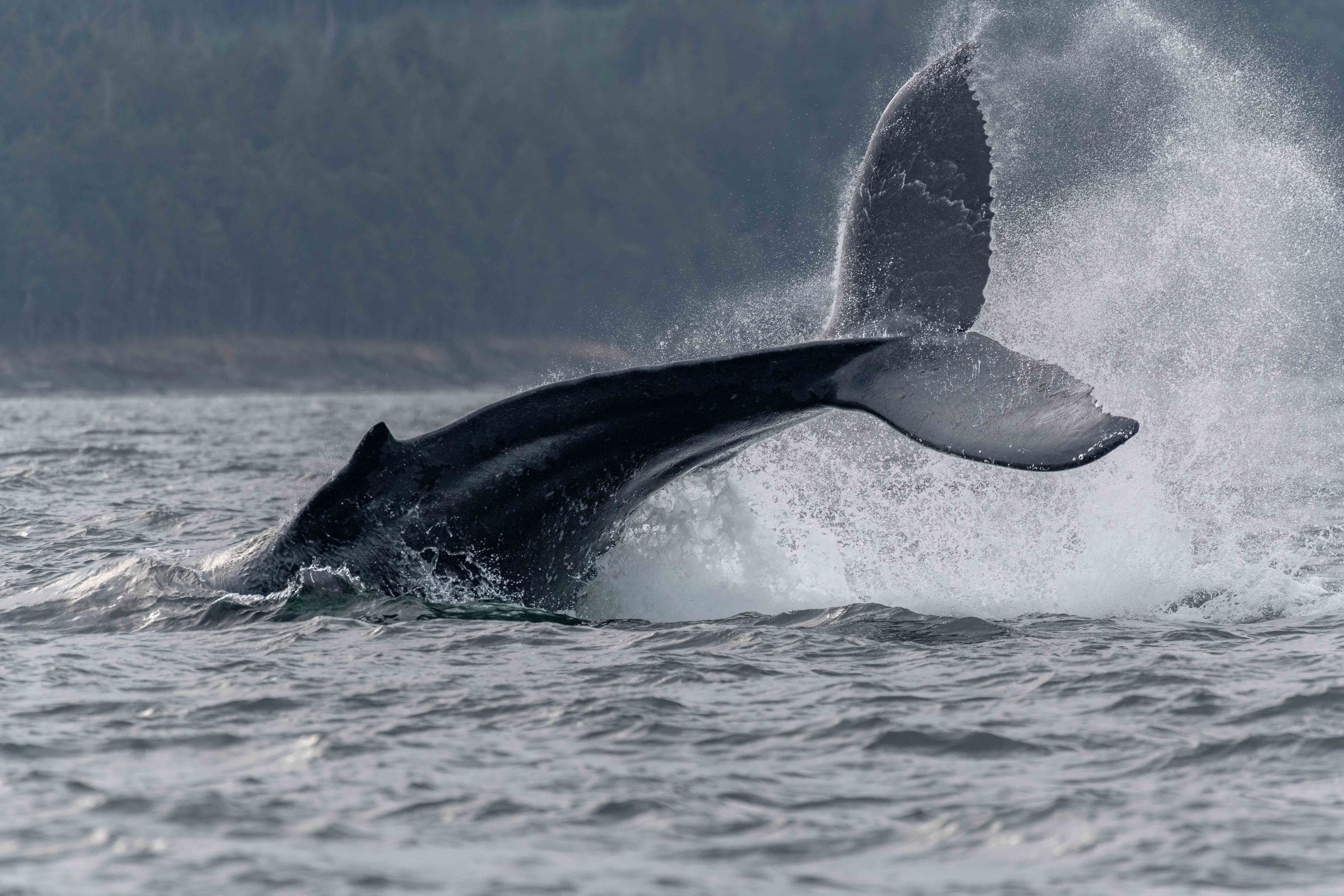 July 28, 2023, 3:30 PM - Two pairs of Humpbacks hanging out in the Strait of Georgia