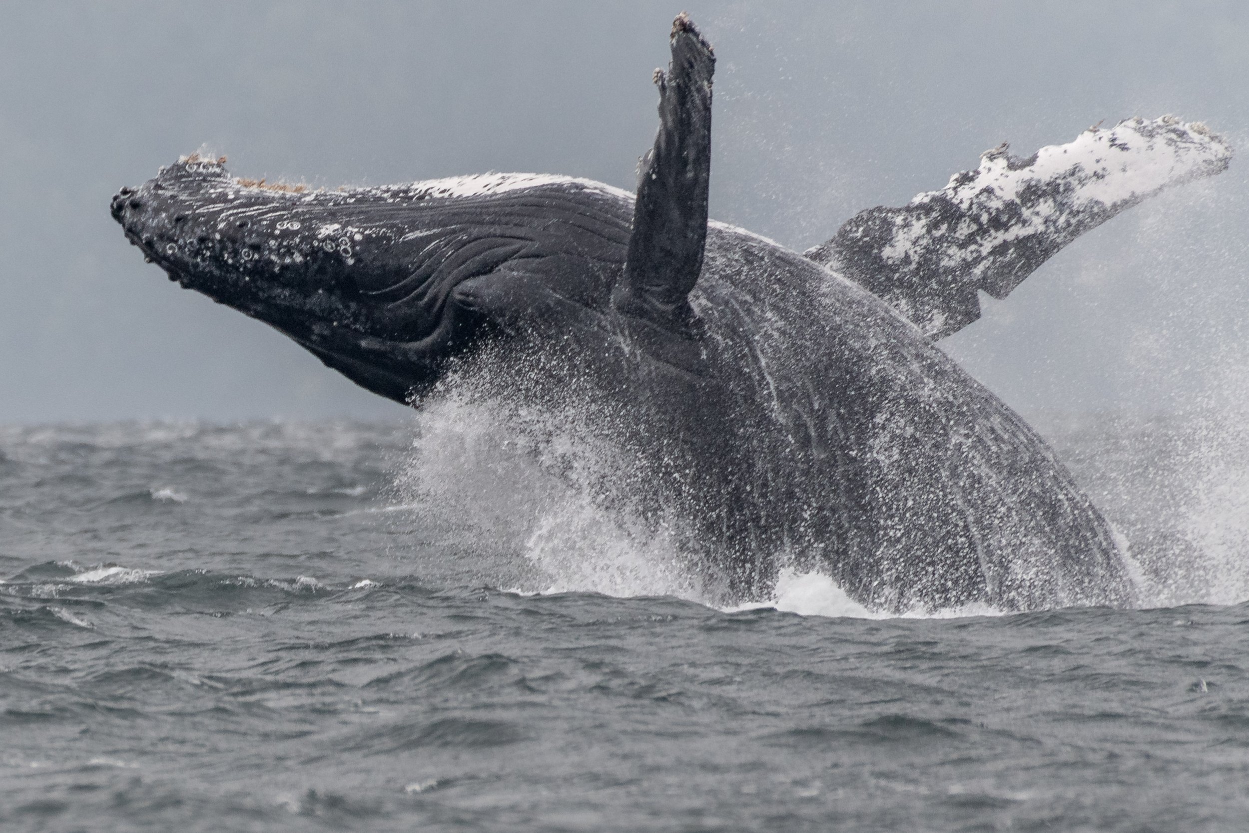 July 29, 2024, 10:30 AM - Breaching with Ghost and Windy, and another shy Humpback too