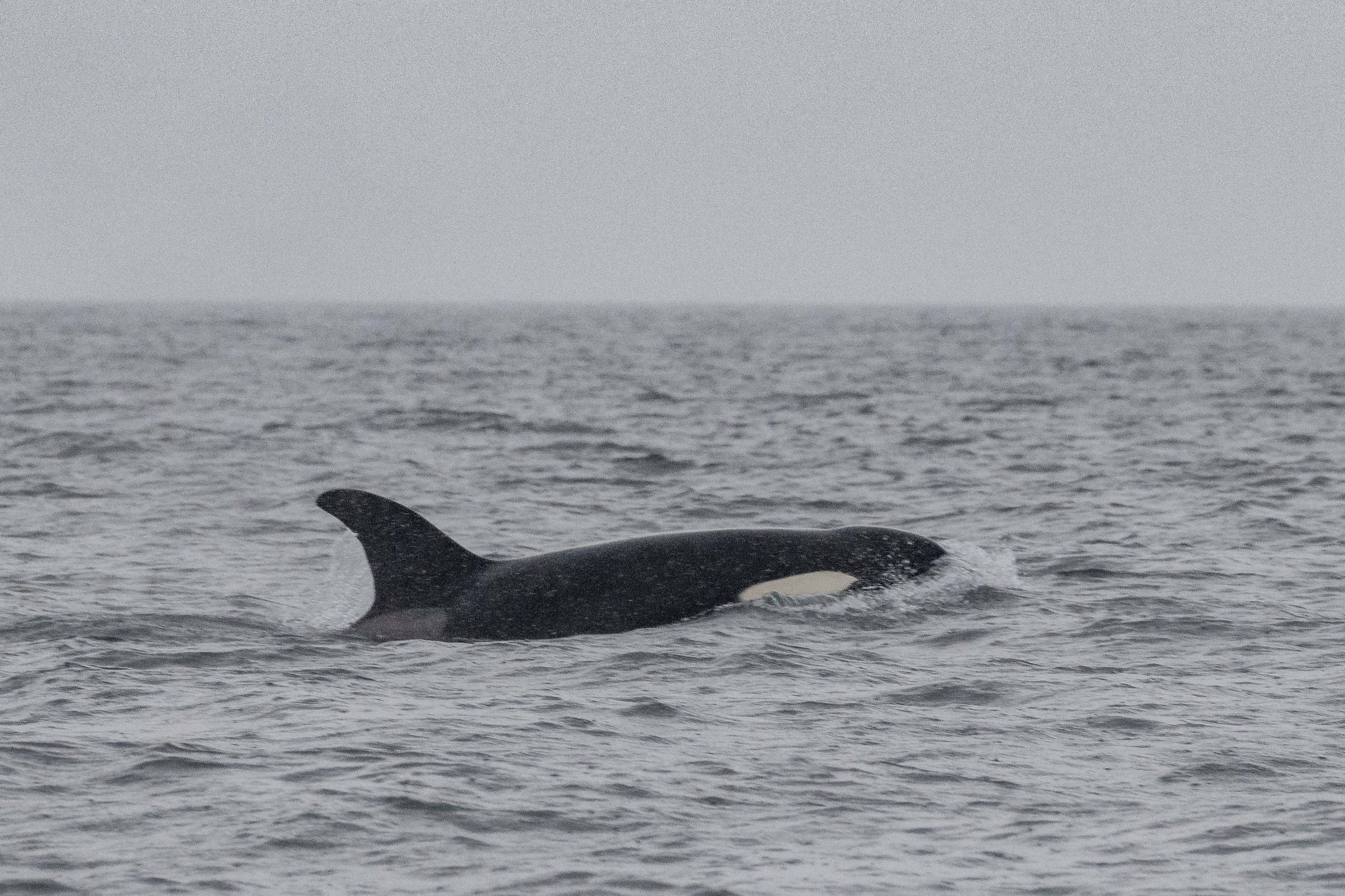 July 29, 2024, 3:30 PM - 2 pairs of Humpbacks... and a surprise Orca too?!