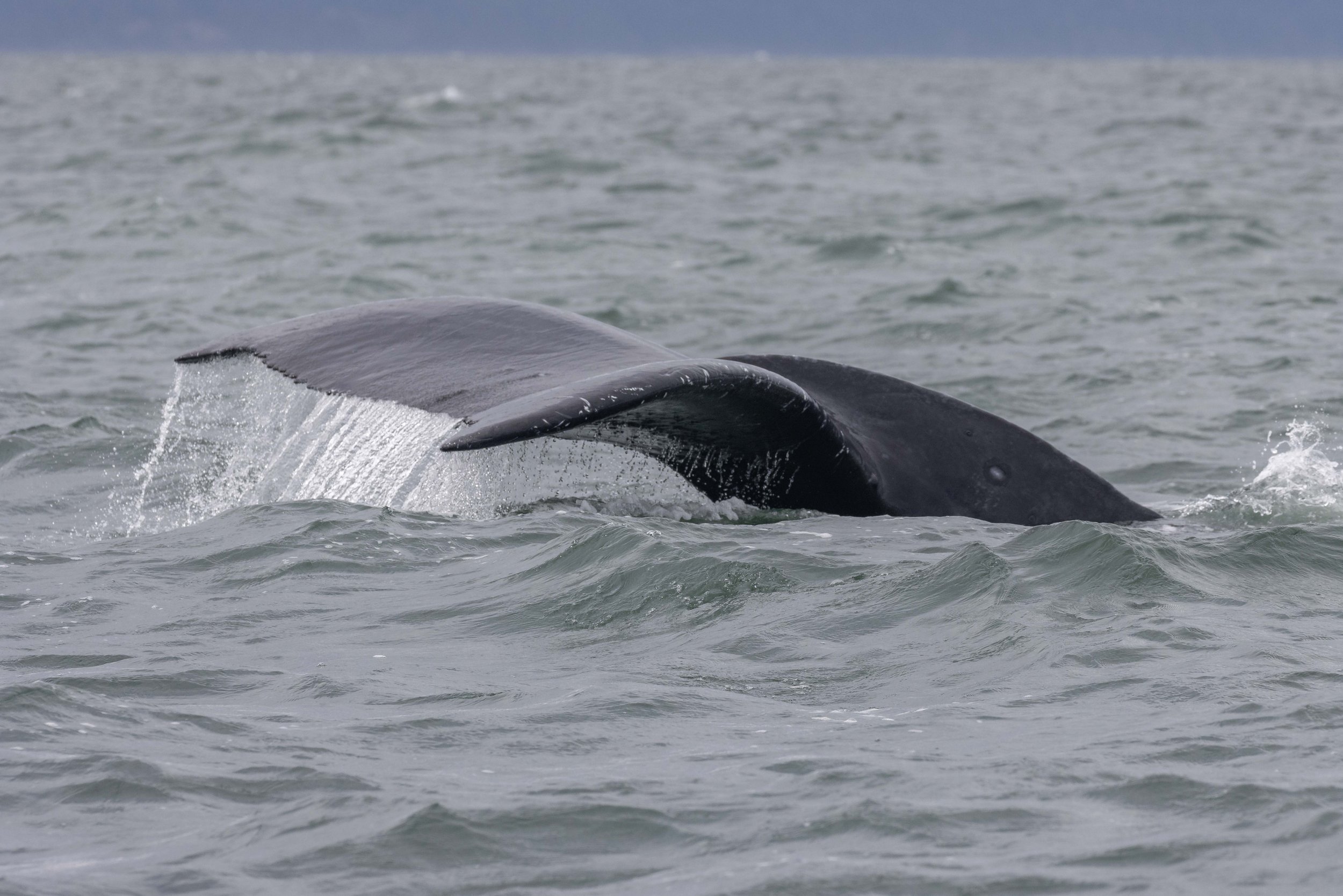 July 30, 2024, 10:30 AM - Humpback Soup off of Gabriola Island