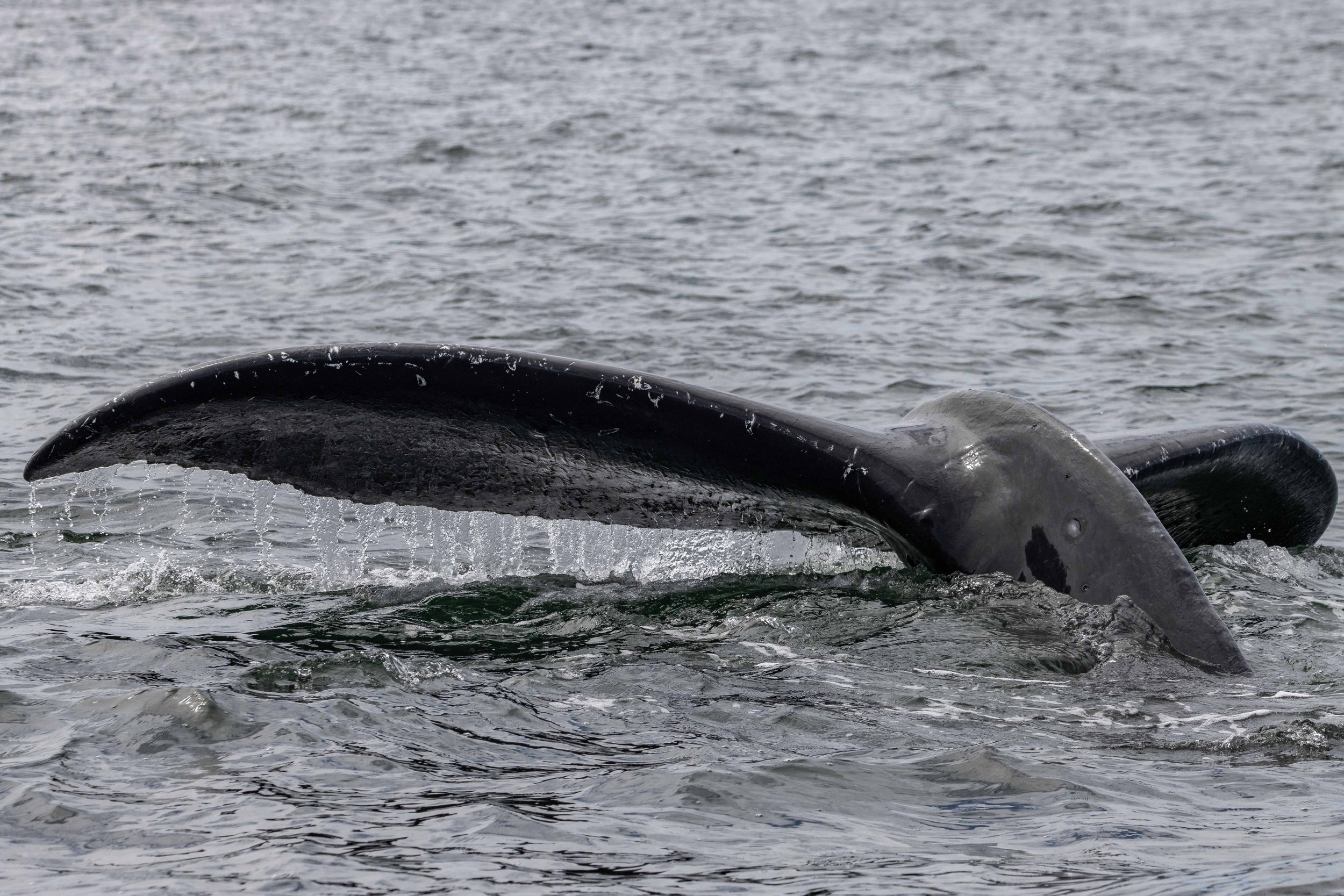July 31, 2024, 10:30 AM - Humpbacks, Humpbacks and more Humpbacks! 