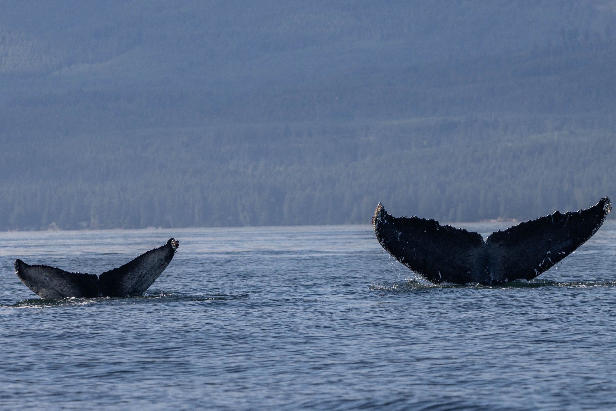 July 31, 2024, 3:30 PM - Spending time with Humpbacks around Halibut Bank