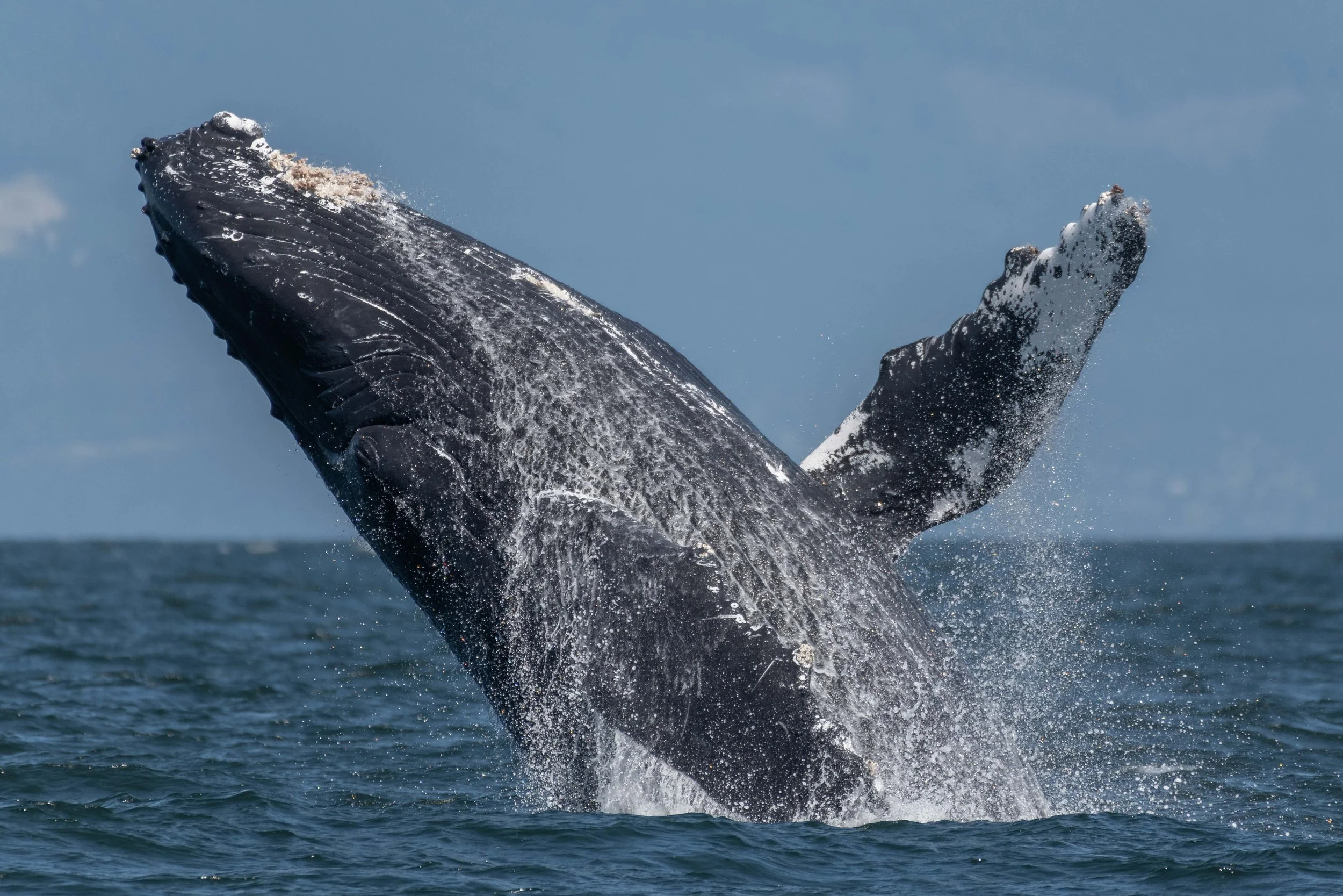 August 1, 2024, 10:30 AM - A tail slapping good time!