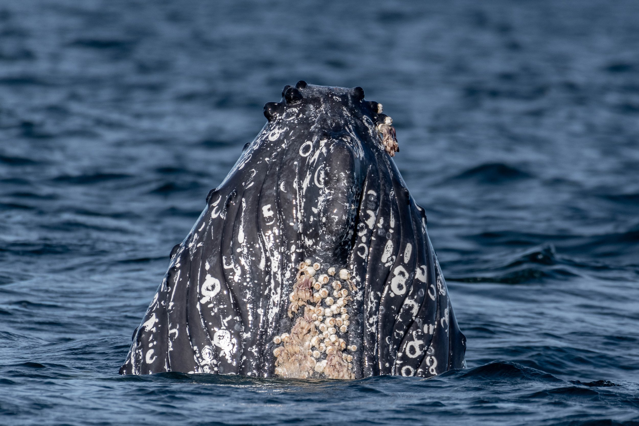 August 1, 2024, 3:30 PM - Humpbacks, humpbacks, humpbacks!