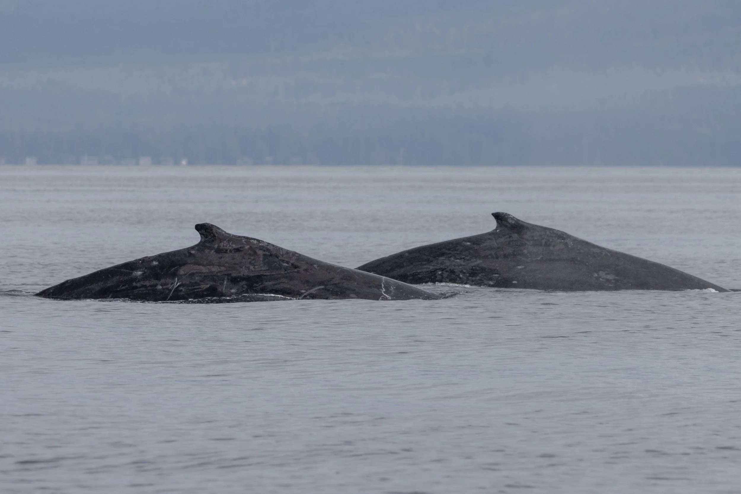 August 2, 2024, 10:30 AM - Humpbacks throughout the Strait! 