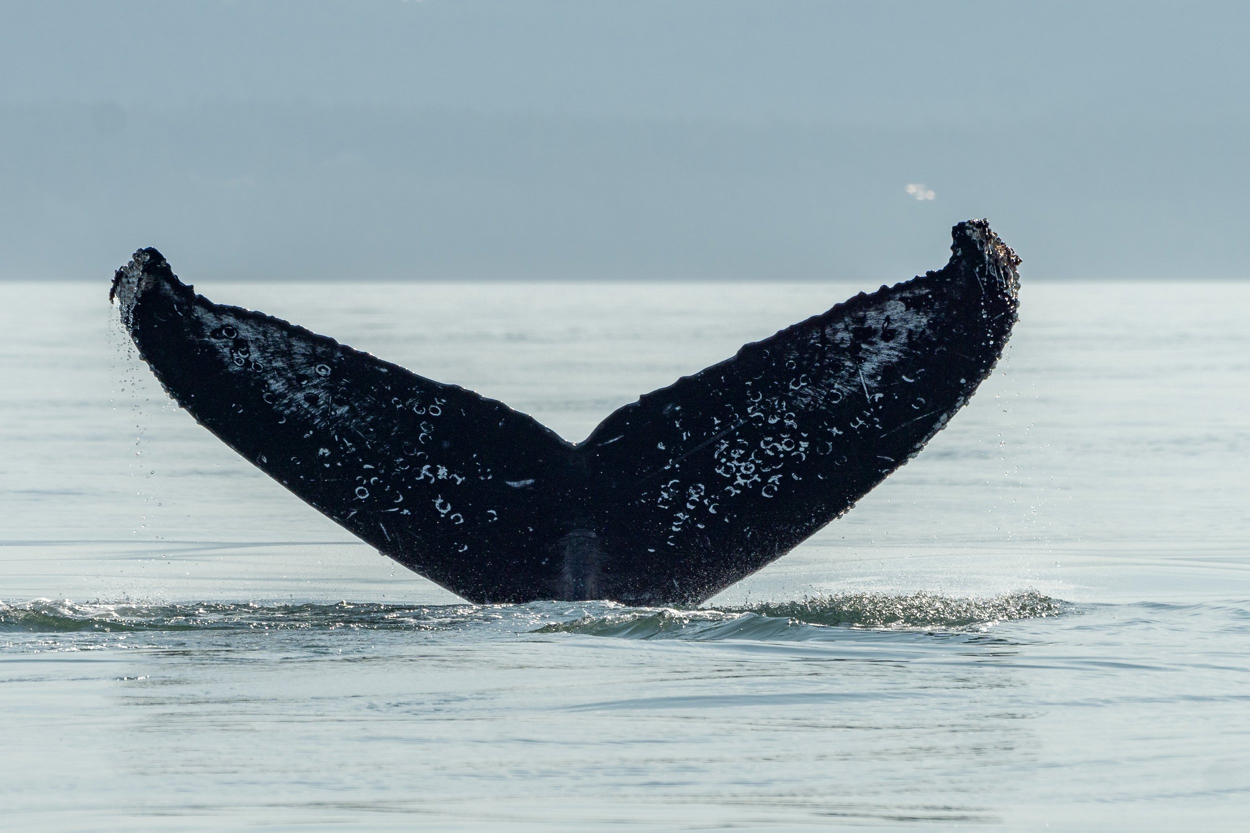 August 2, 2024, 3:30 PM - Humpback Whales Near Thrasher Rock
