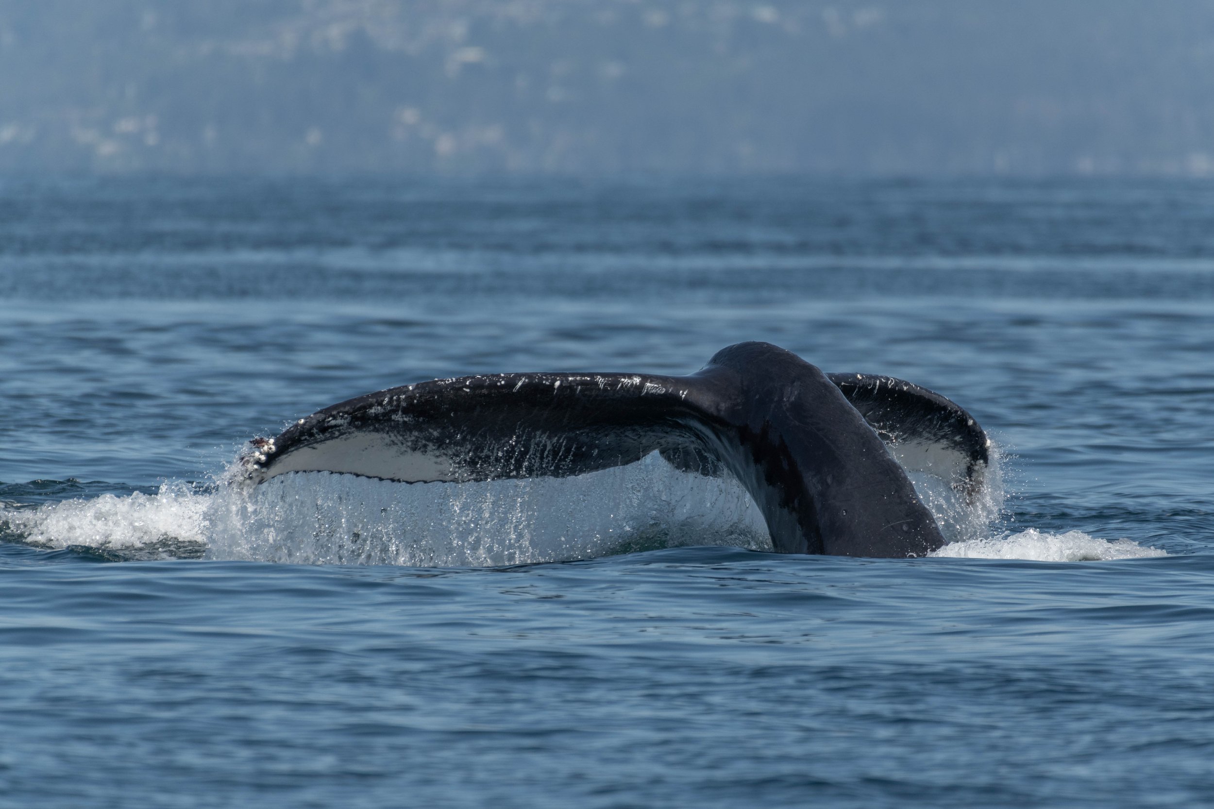 August 3, 2024, 10:30 AM - Hungry hungry humpbacks