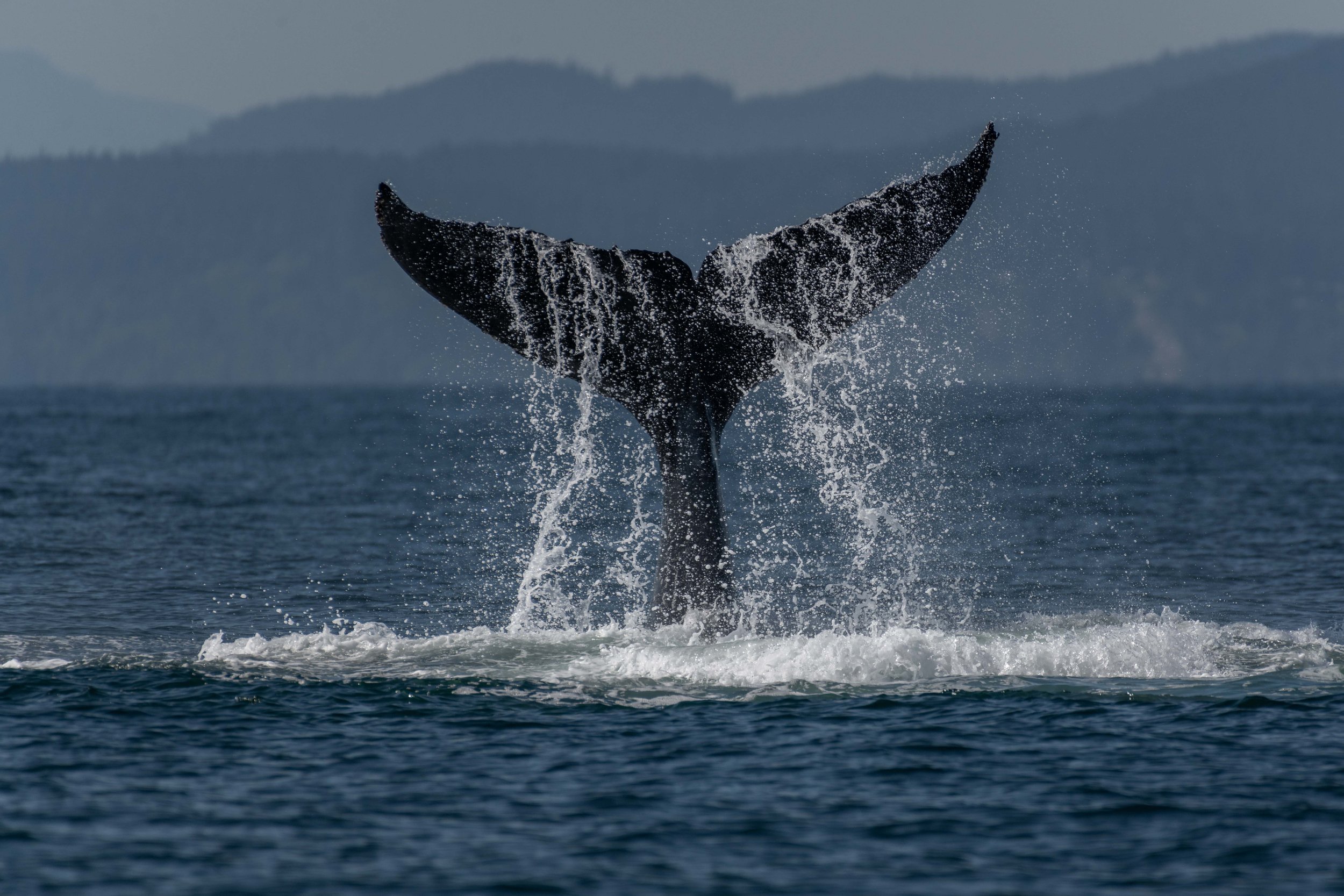 August 3, 2024, 3:30 PM - Humpback party in the Strait