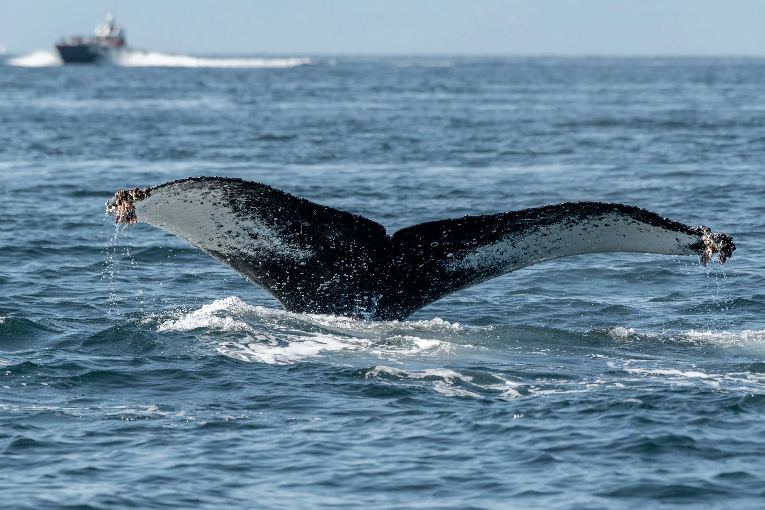 August 4, 2024, 3:30 PM - Another Bowl of Humpback Soup! 