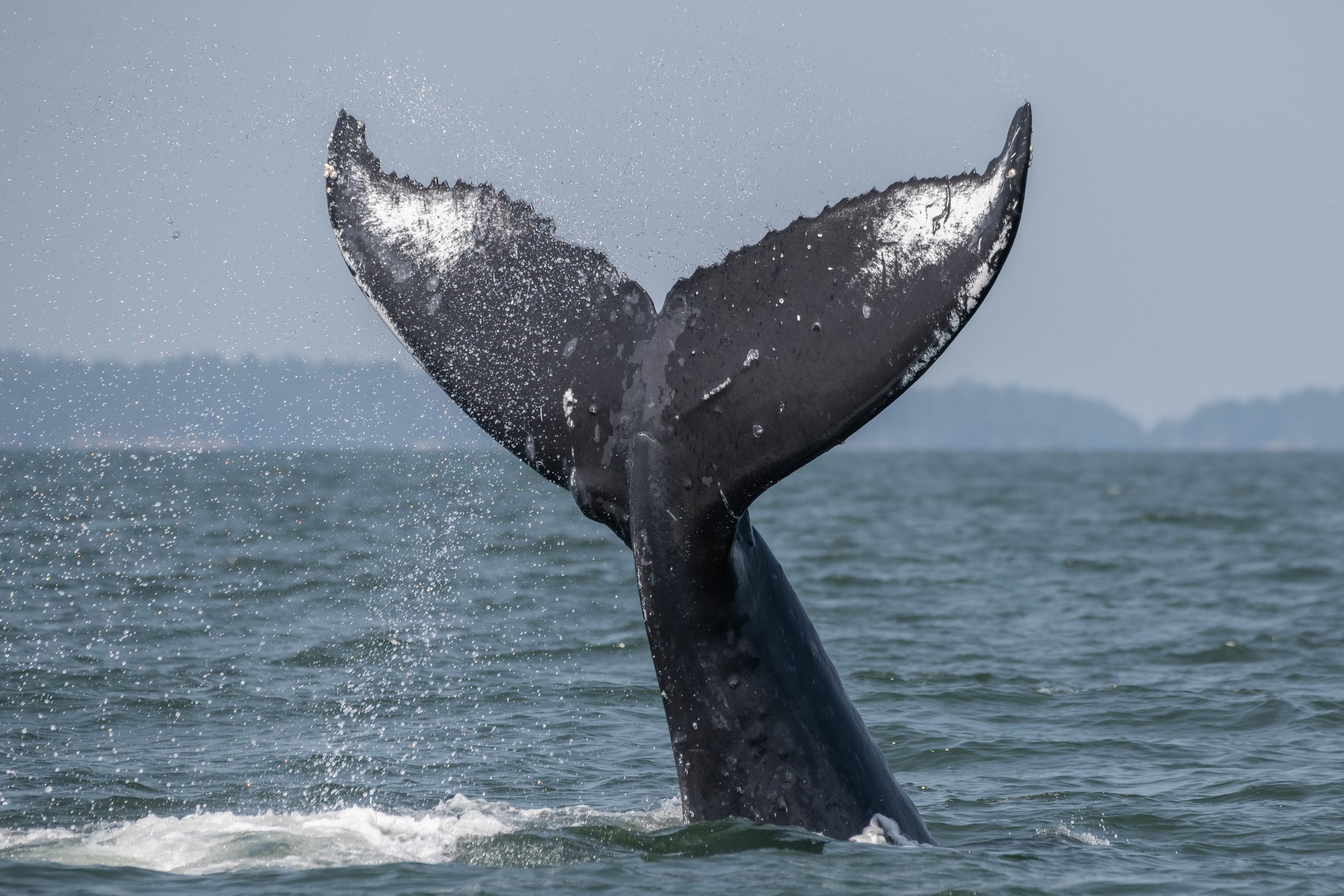 August 8, 2024, 10:30 AM - Holey Moley! More Humpbacks!