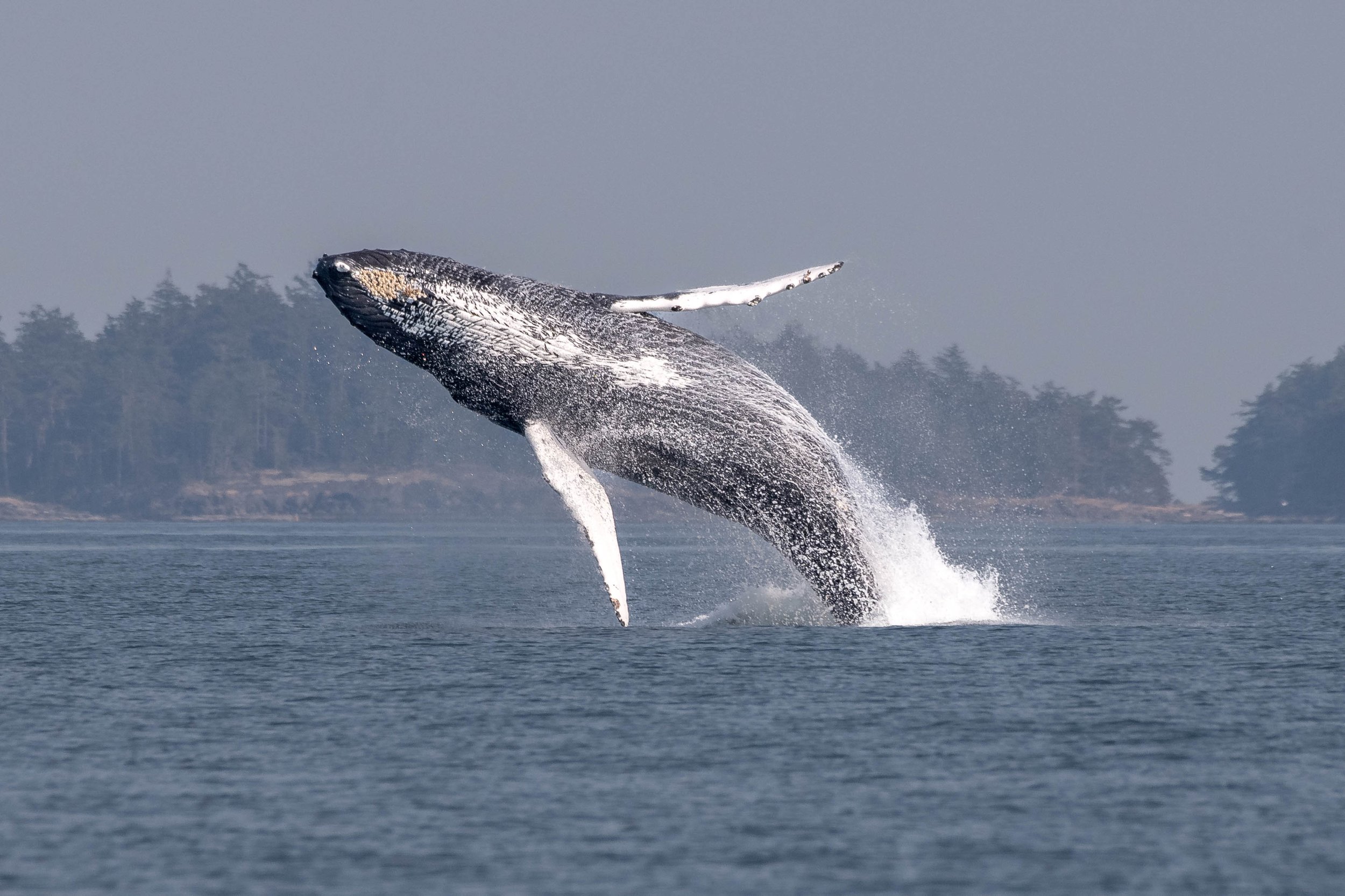 August 8, 2024, 3:30 PM - Some fun from Wisp and plenty of others!