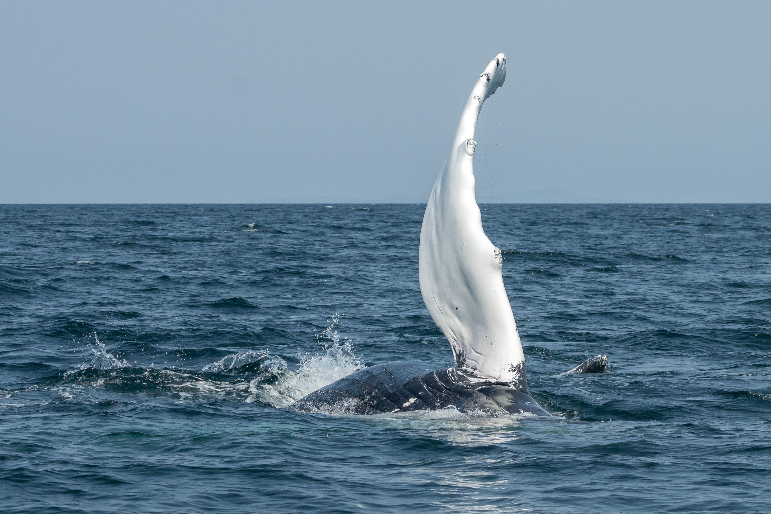 August 9, 2024, 10:30 AM - Fin-filled morning with Malachite, Holey Moley, and briefly Kappa