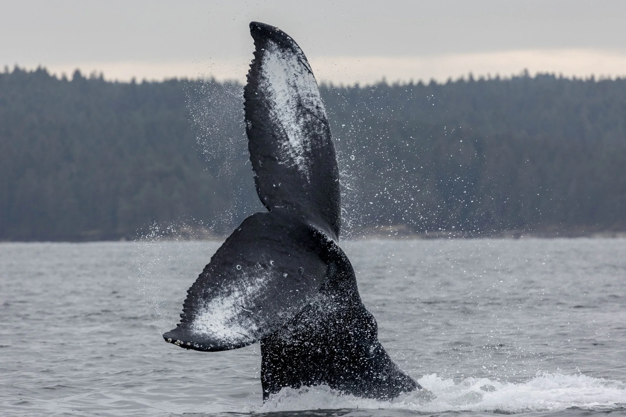 August 12, 2024, 10:30 AM - Humpbacks on our doorstep!