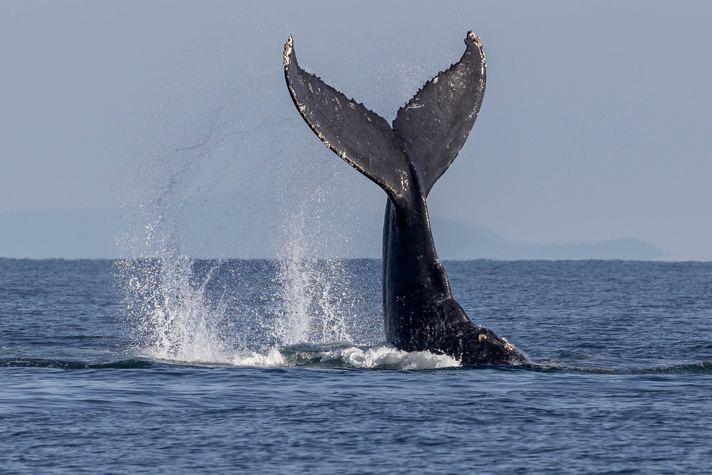 August 11, 2024, 3:30 PM - Humpback Mania continues in the Salish Sea