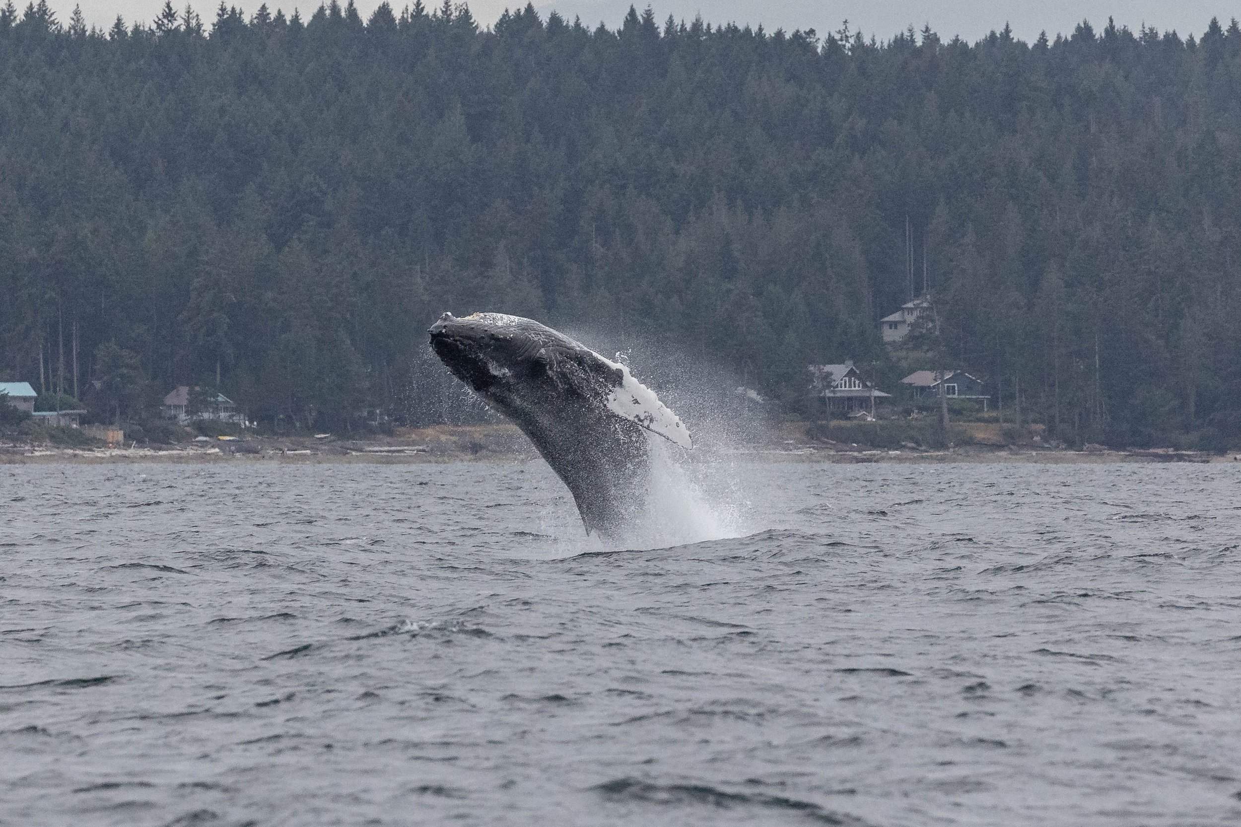 August 12, 2024, 3:30 PM - Humpback Whale Extravaganza! 