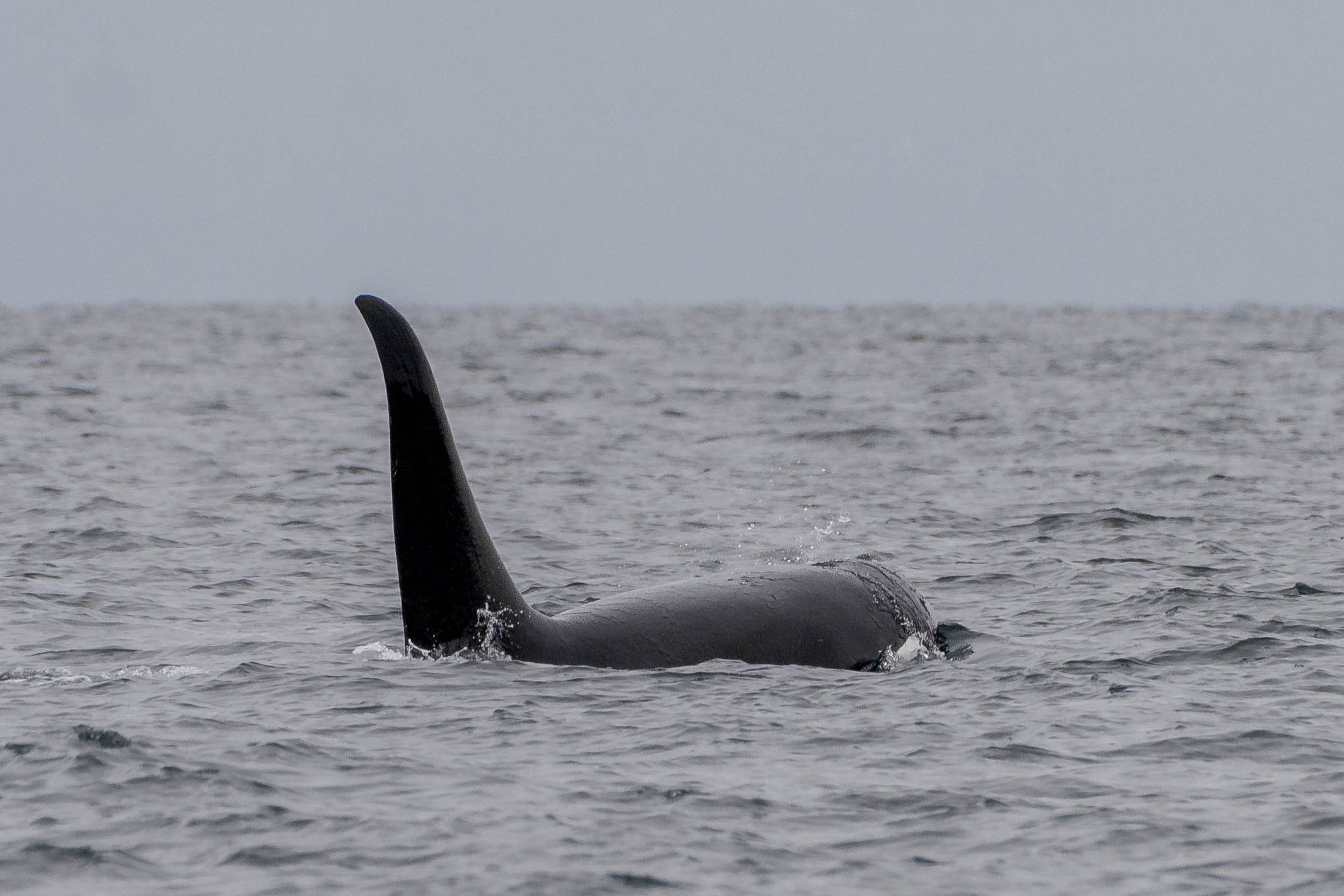 August 16, 2024, 10:30 AM - Orcas and sleepy Humpbacks