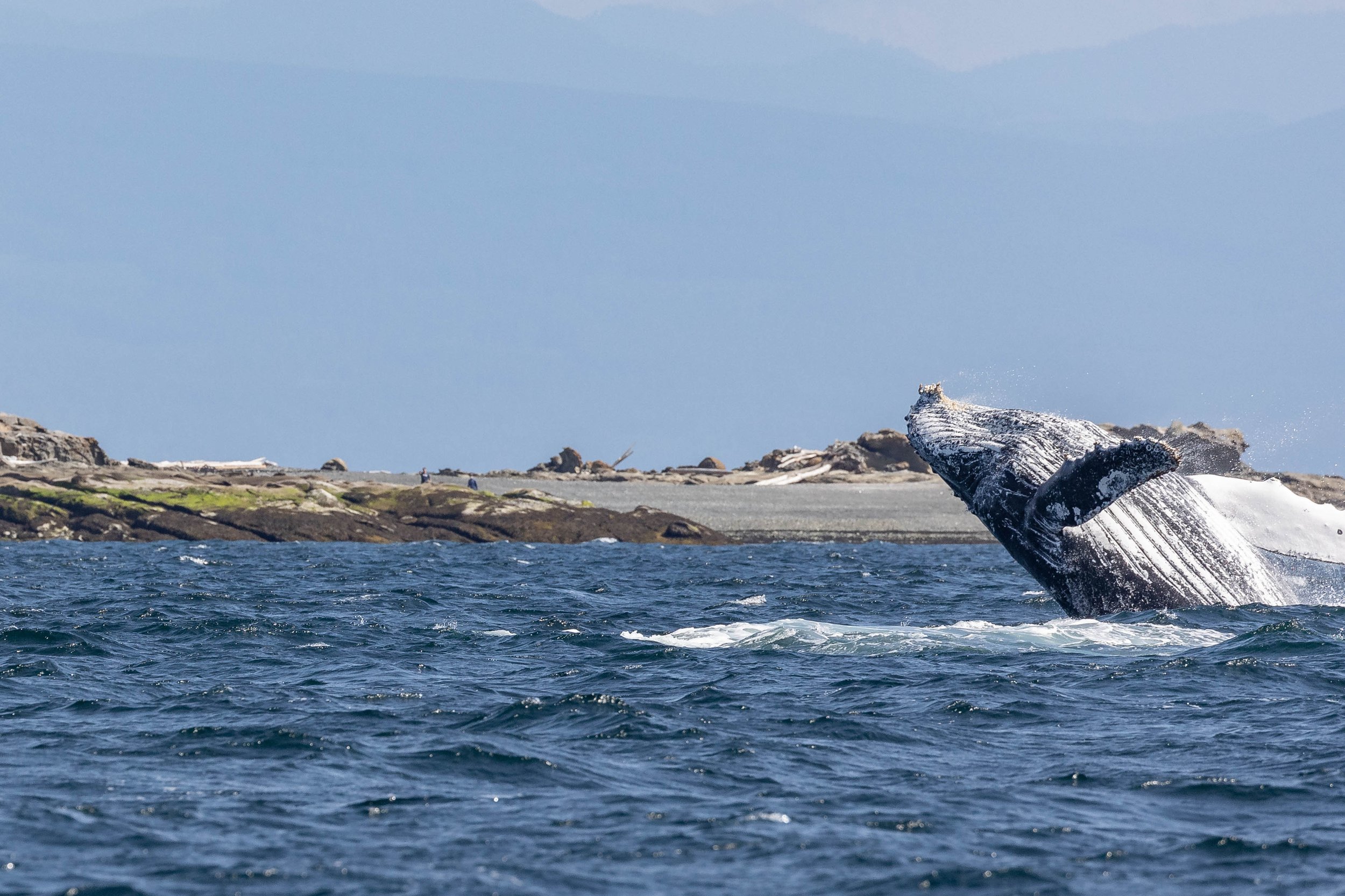 August 17, 2024, 10:30 AM - Having a Whale of a time