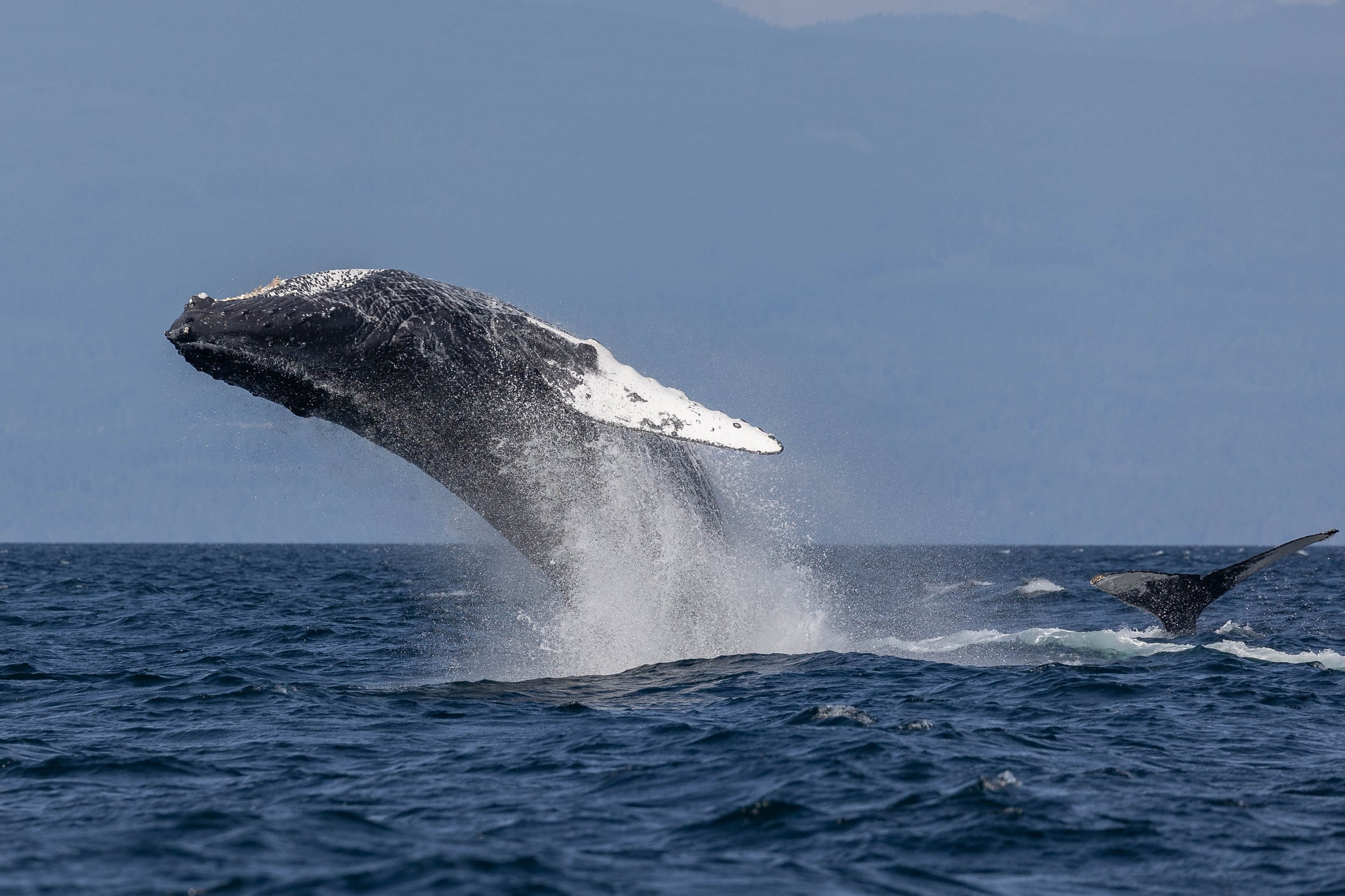 August 17, 2024, 3:30 PM - Fun with the youngins and an orca surprise