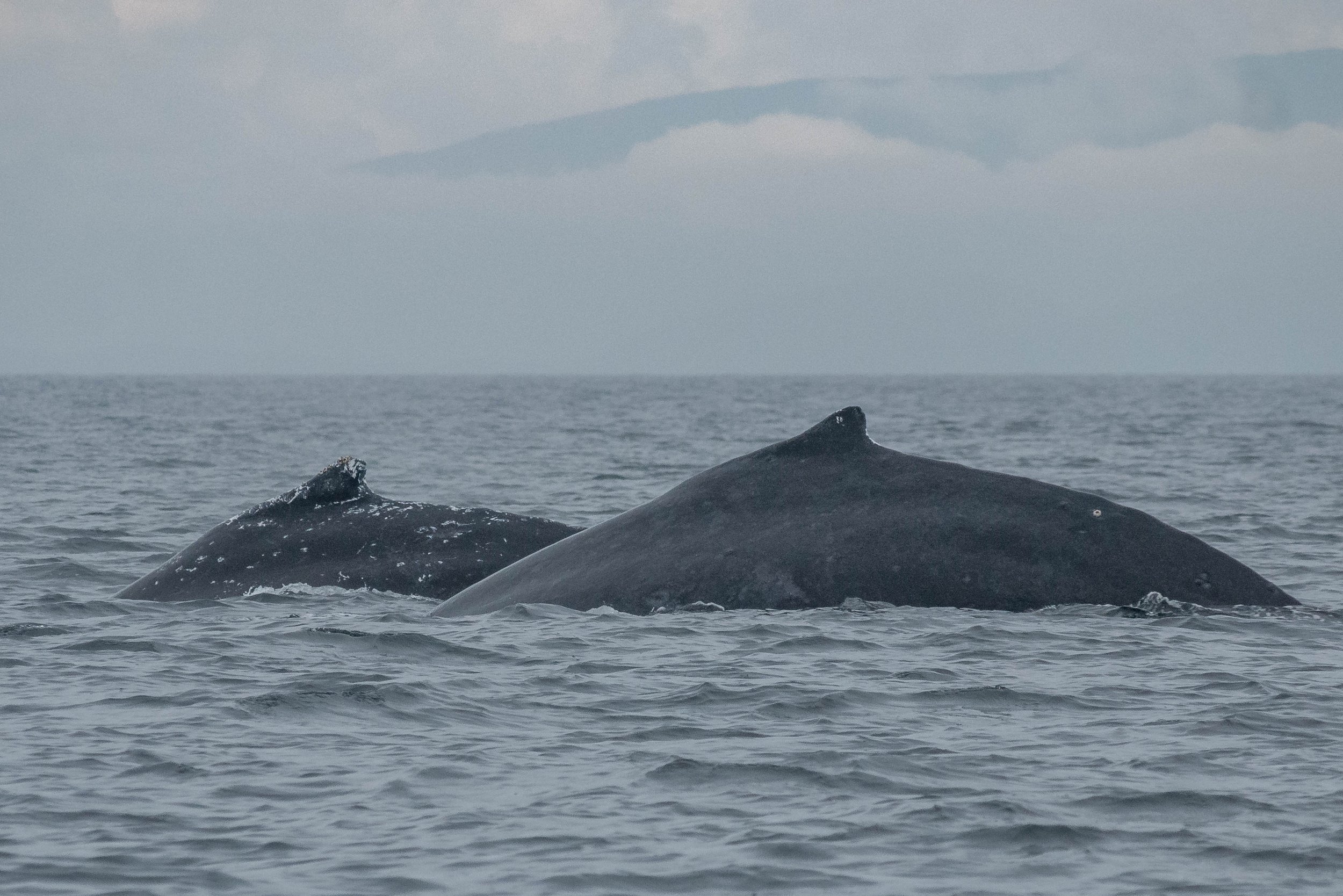August 19, 2024, 10:30 AM - Humpbacks all around!
