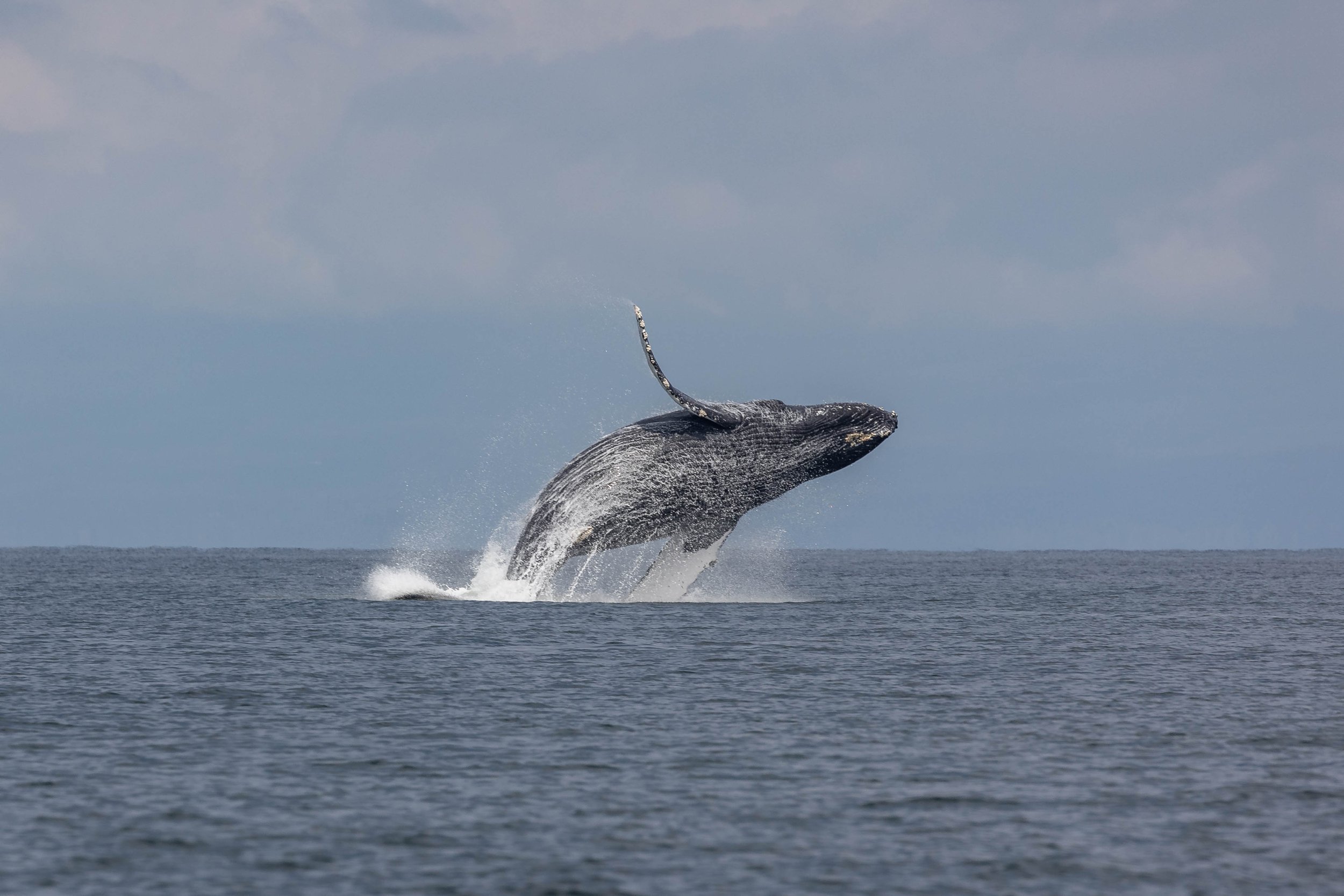 August 20, 2024, 10:30 AM - Humpback Whales in the Strait of Georgia