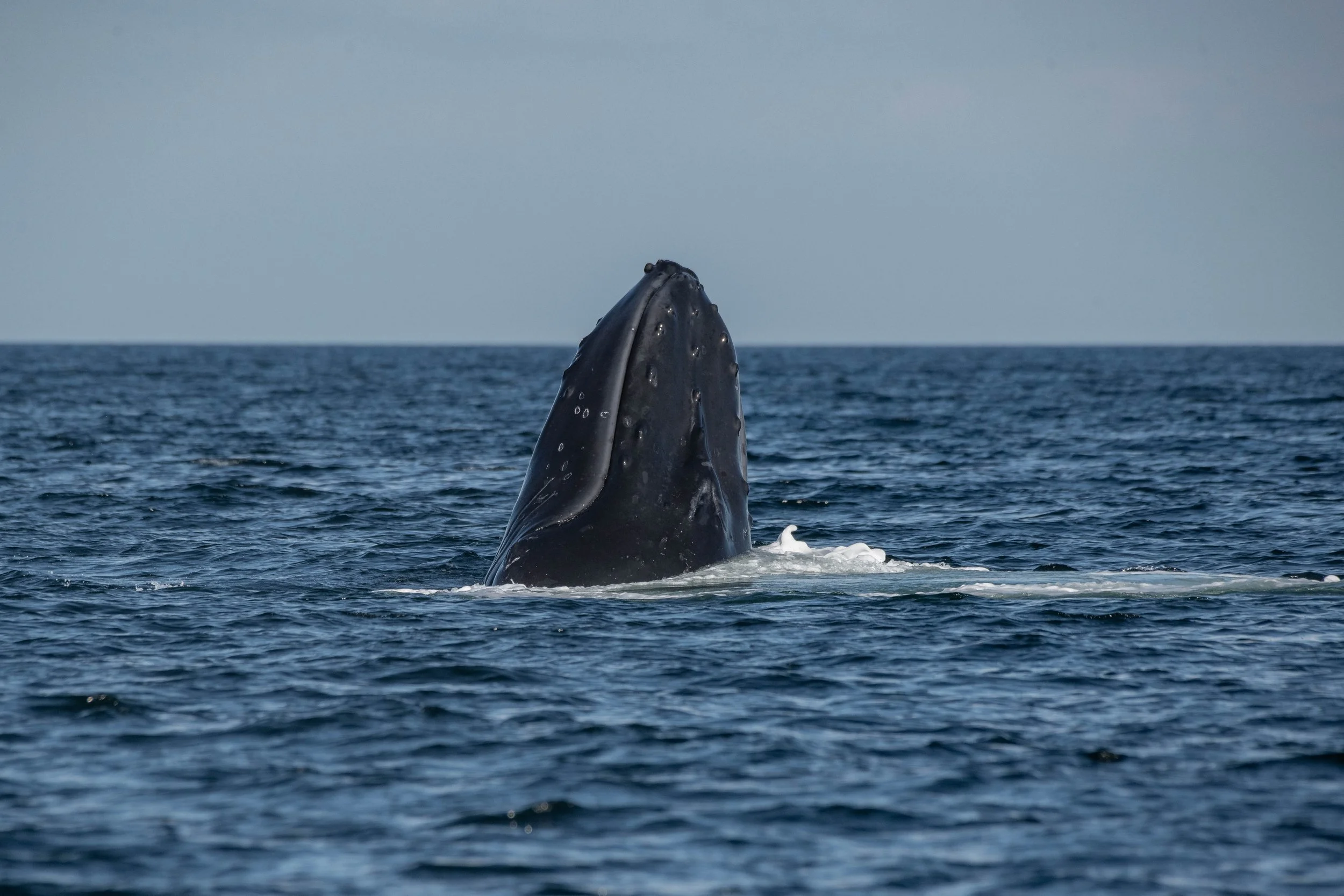 August 20, 2024, 3:30 PM - 10 Humpbacks Hanging out in the Strait